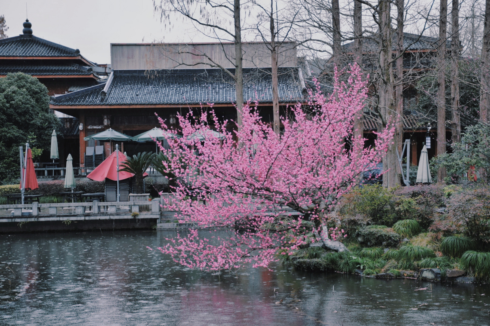 杭州赏花| 湛碧楼的梅花也太美了吧 7815去年跑了不少杭州赏梅地