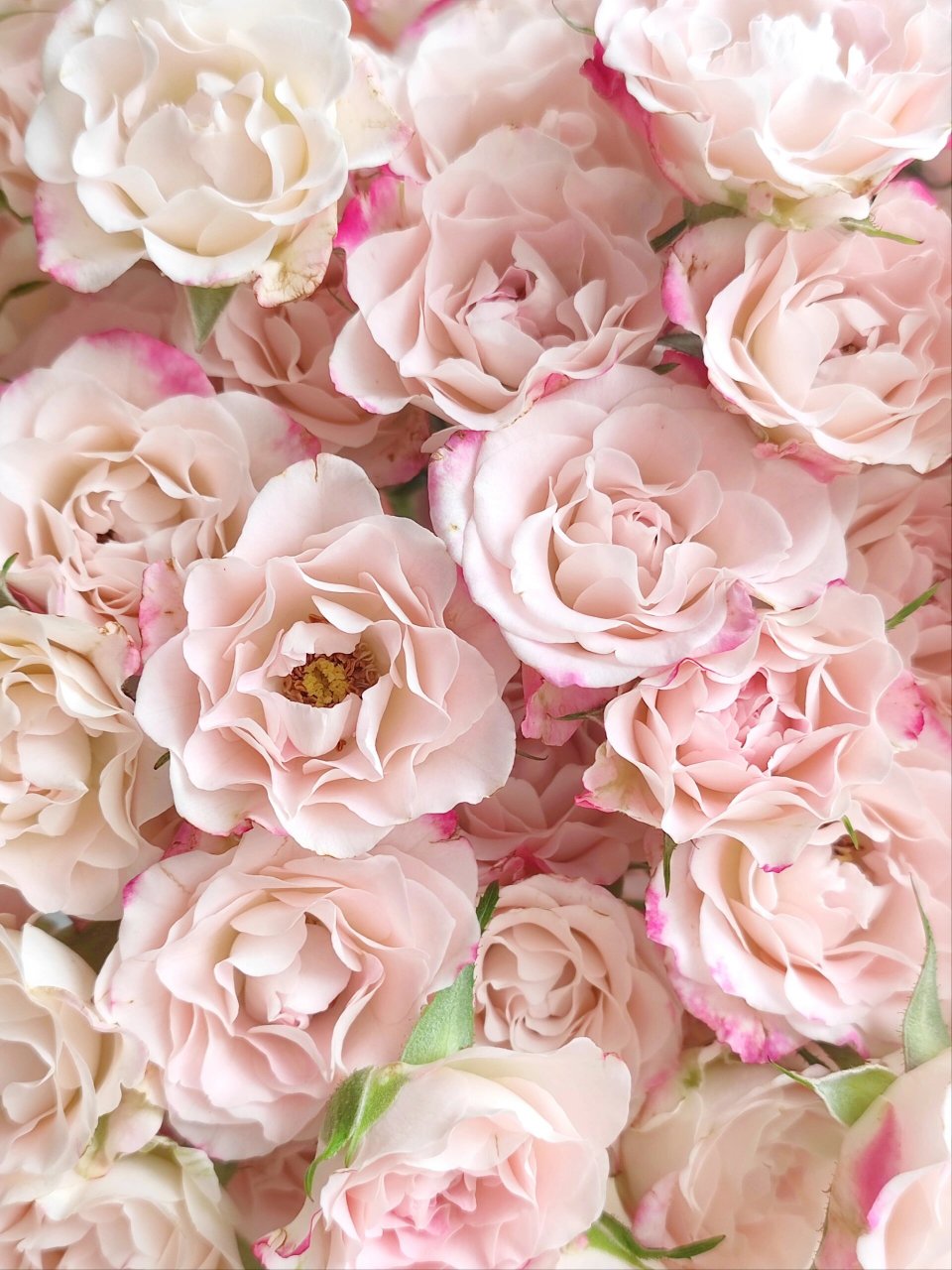 折射泡泡玫瑰|好开又耐养,多头杀手必选 折射泡泡玫瑰样子不算很高