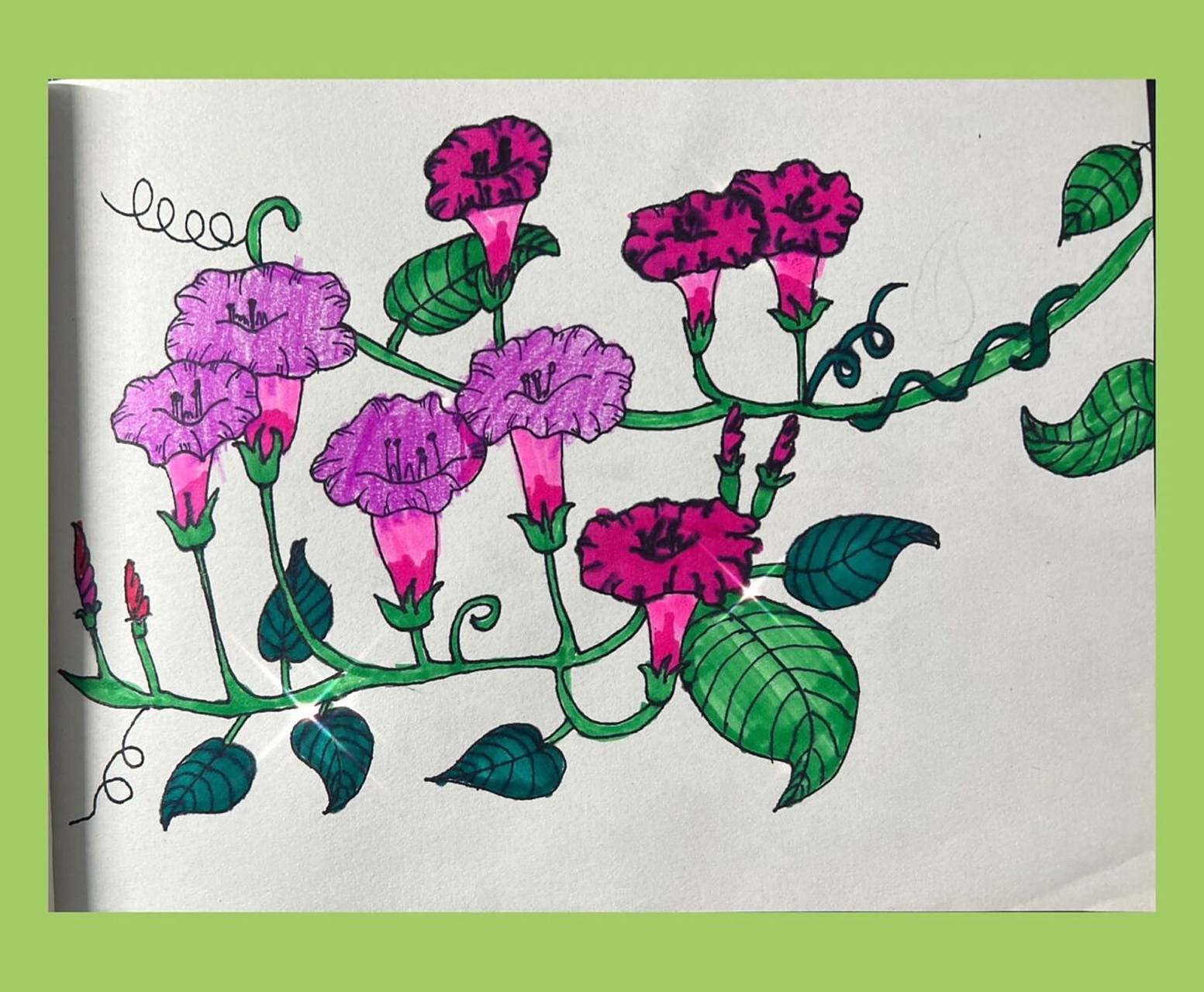 二年级小盆友今天的临摹作品牵牛花,因为纸不好,几朵花用马克笔涂色