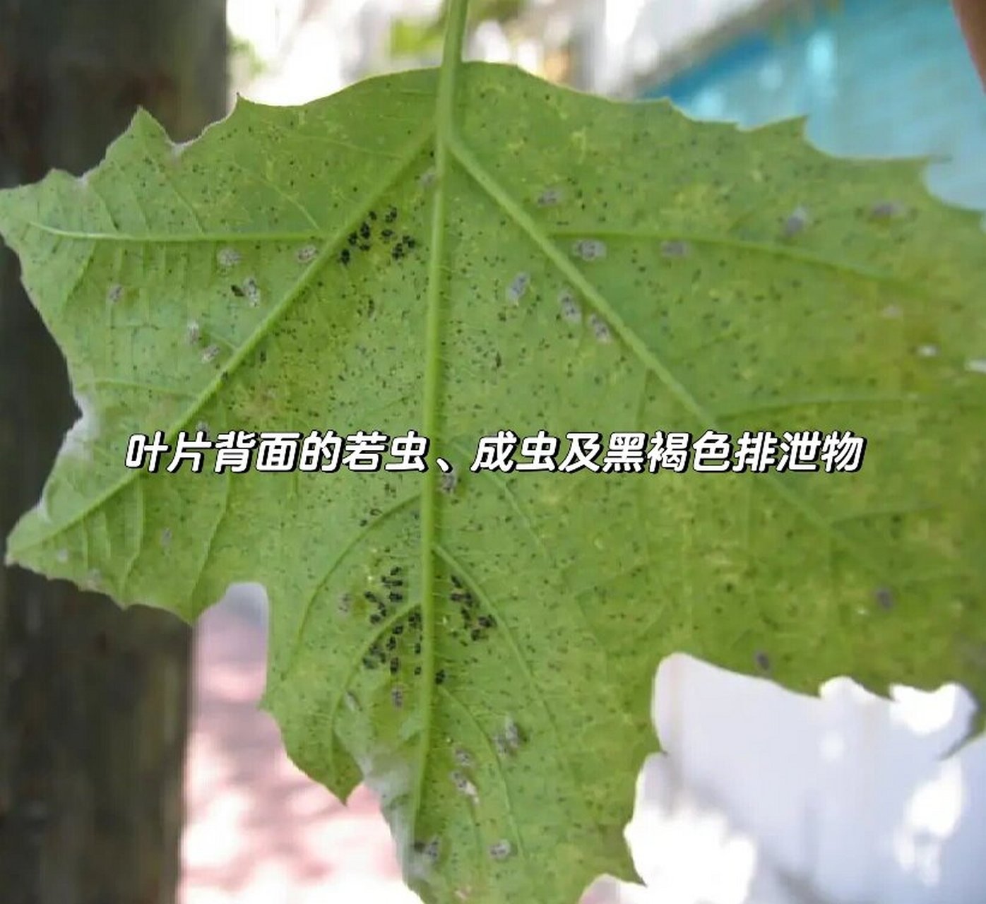大自然是永恒的主题 悬铃木方翅网蝽防治 学名与分类:属半翅目网蝽科