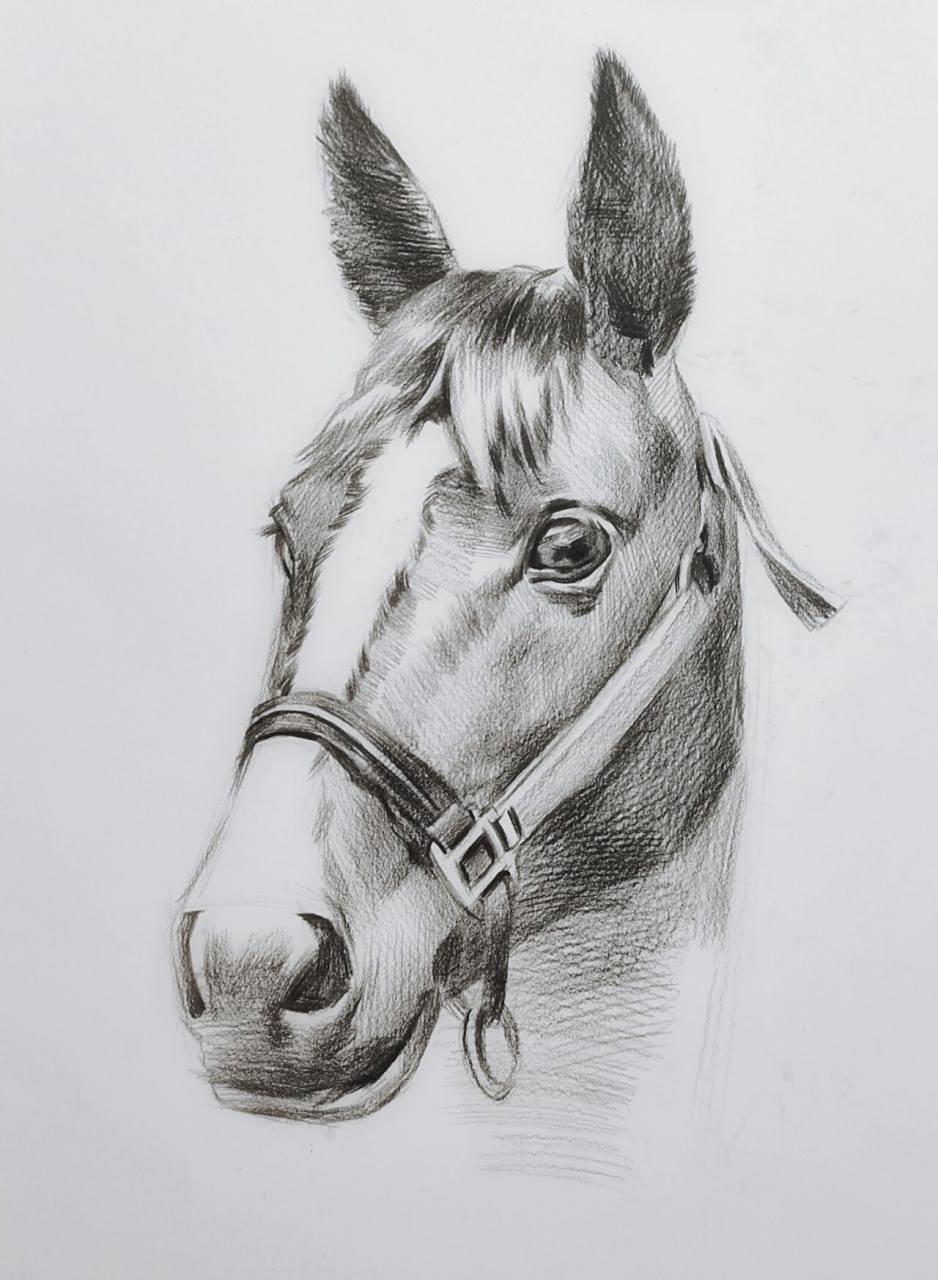 马到成功—素描绘画步骤