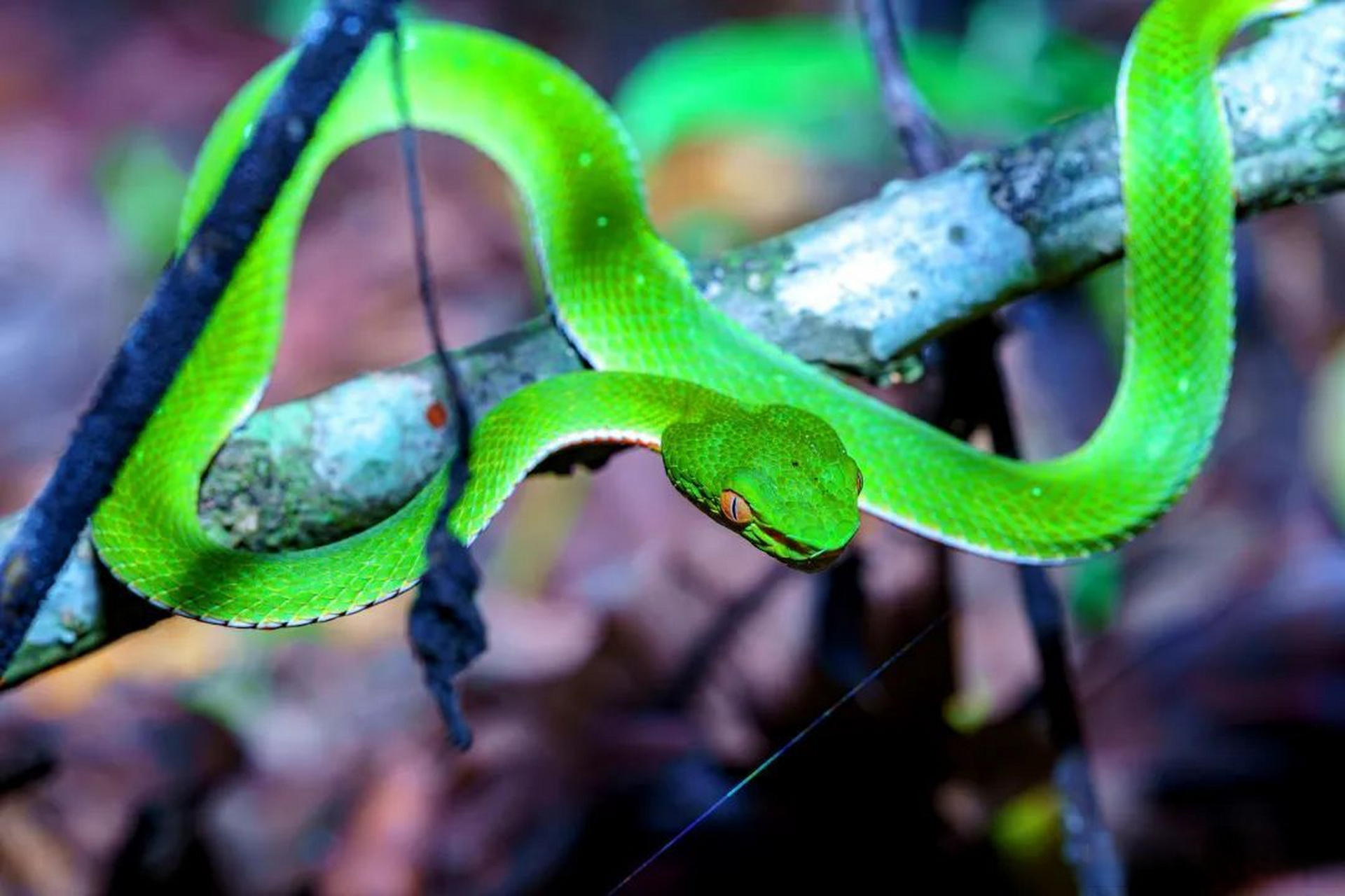 【生物多样性】云南竹叶青(viridovipera yunnanensis),动物界,脊索