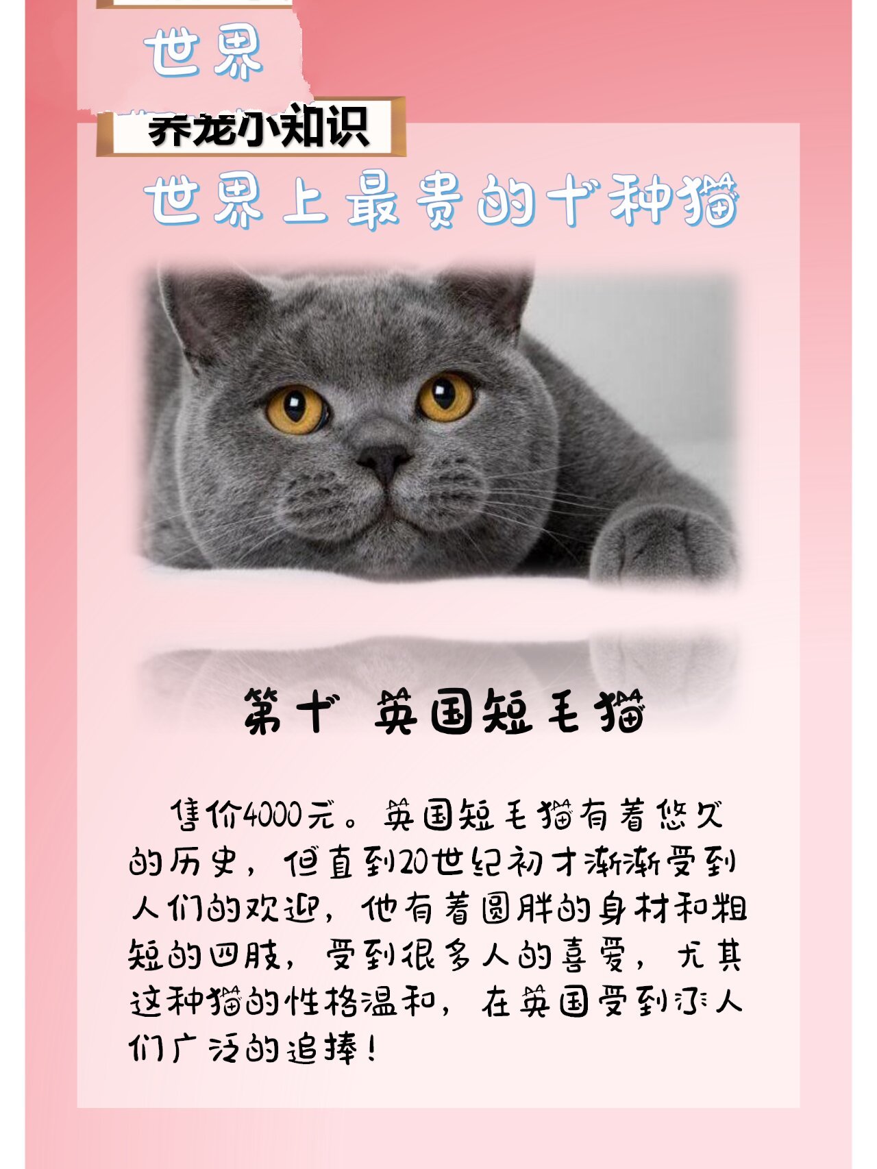 猫有什么品种最贵图片