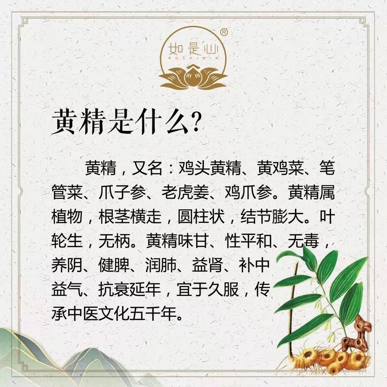 黄精的用处图片