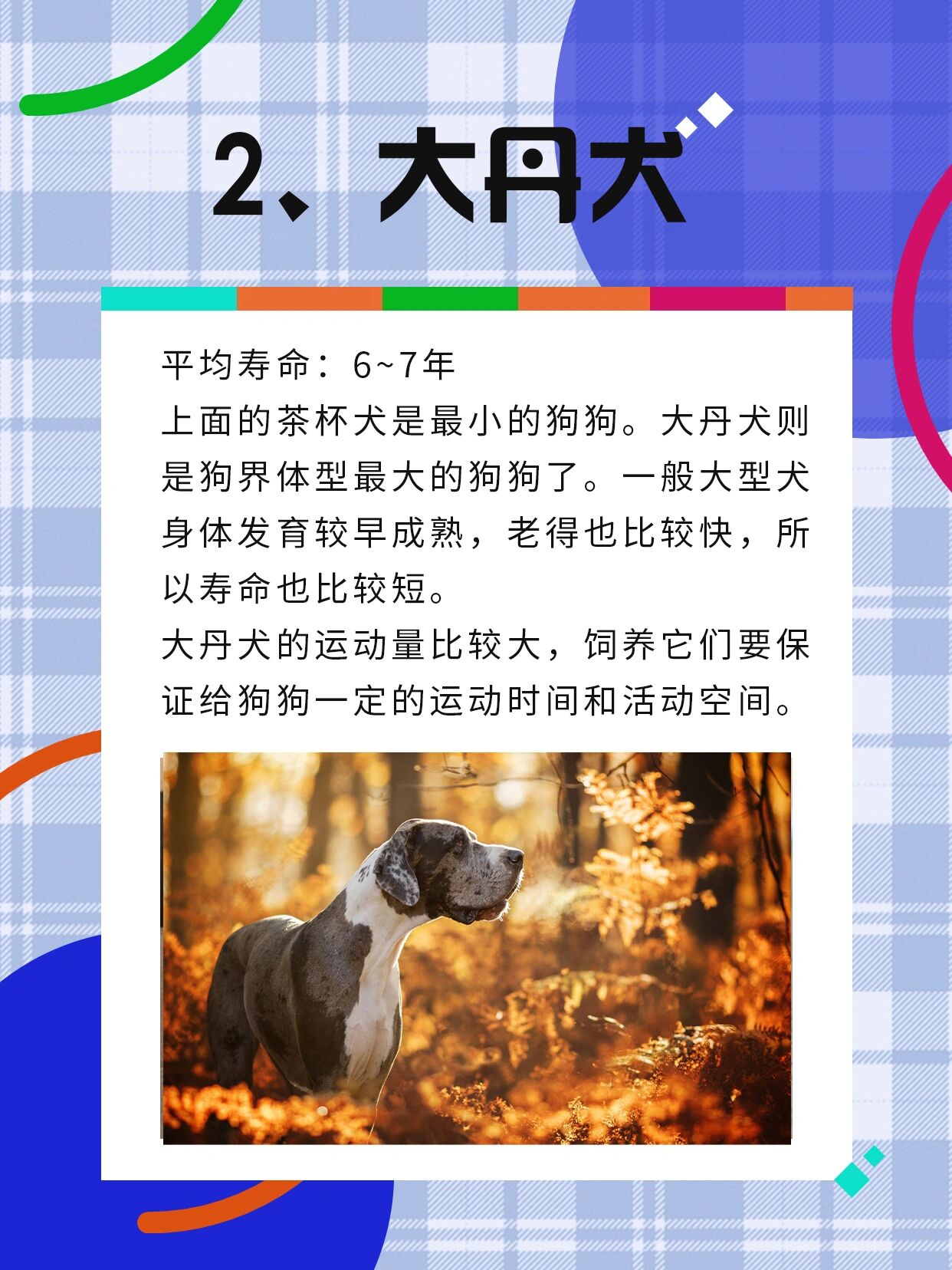 茶杯犬1元一只 寿命图片