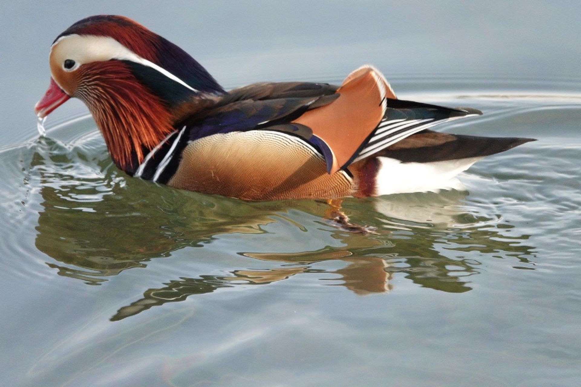 鸳鸯——美丽而珍贵,国家二级保护动物 鸳指雄鸟,鸯指雌鸟,故鸳鸯属