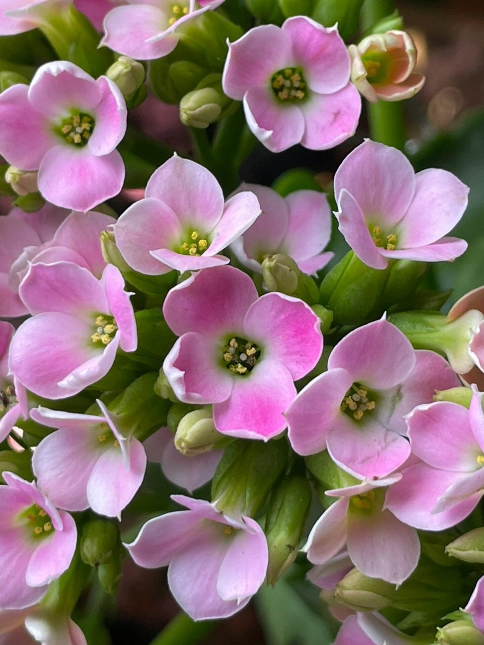 长寿花 单瓣 春晓 托卡 长寿花中的小清新