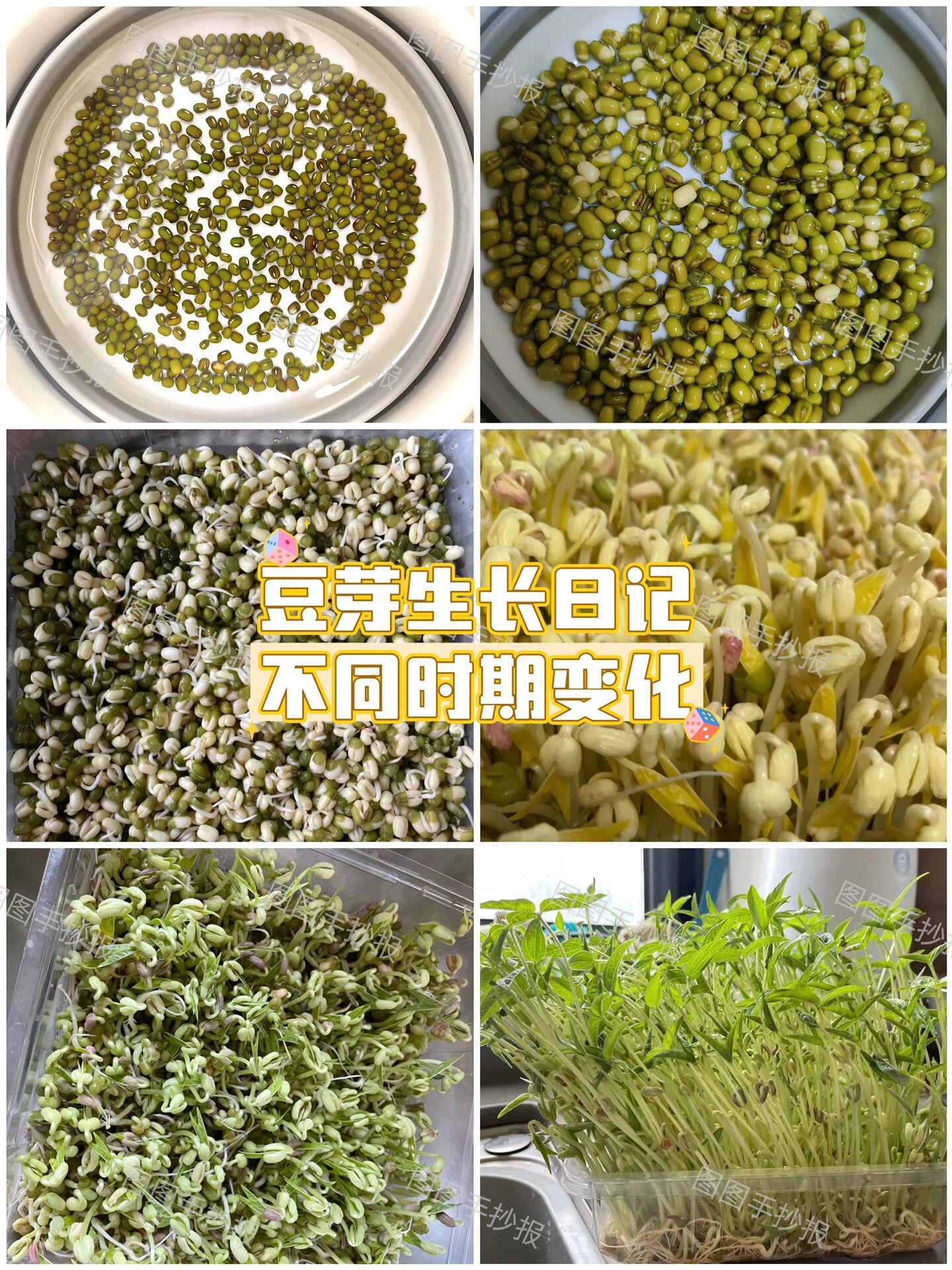 97植物生长日记豆芽观察日记手抄报93交作业
