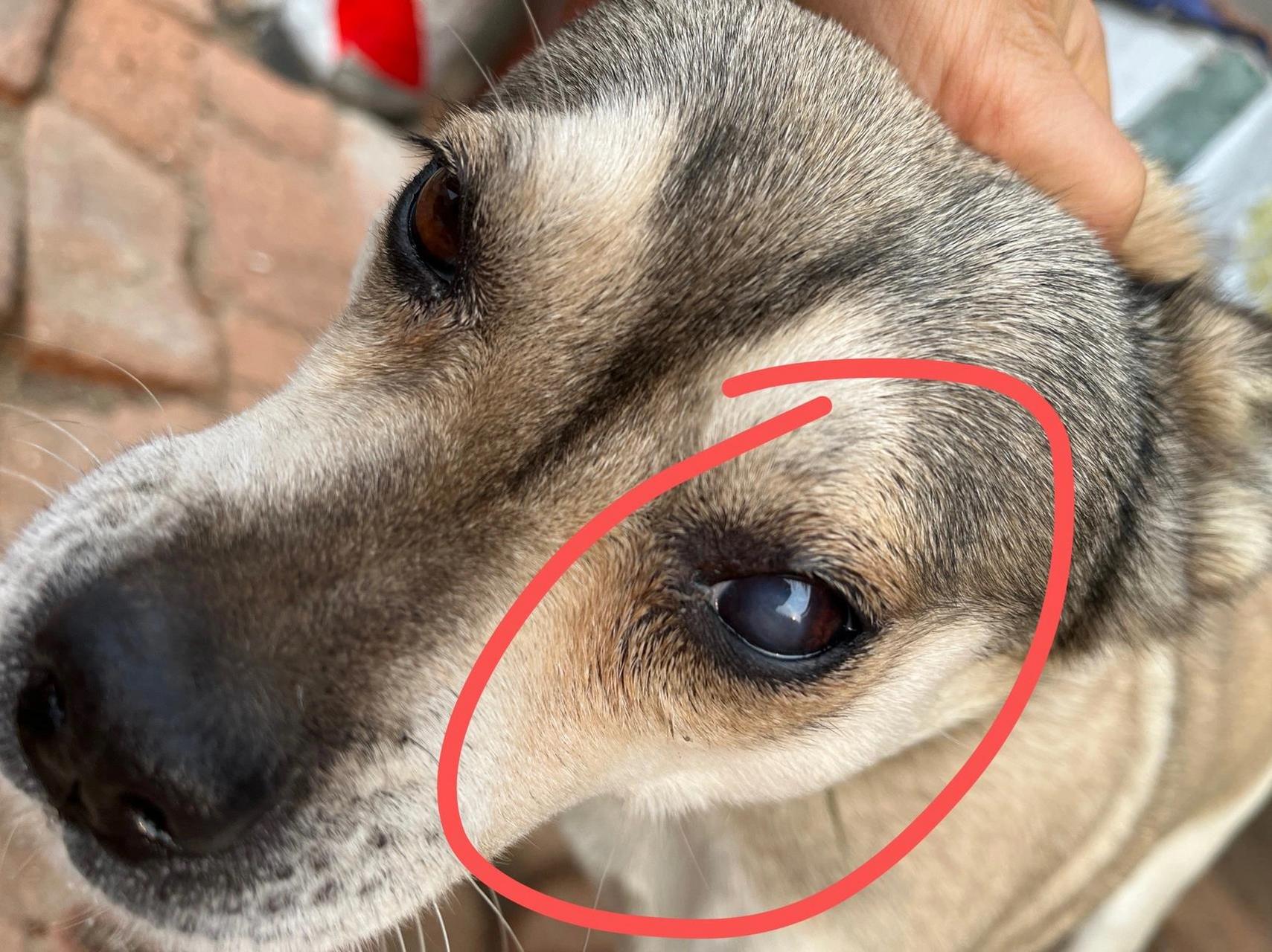 狗狗眼睛白色一层膜求原因 狗狗眼睛有一层白膜很久很久了,半年了吧