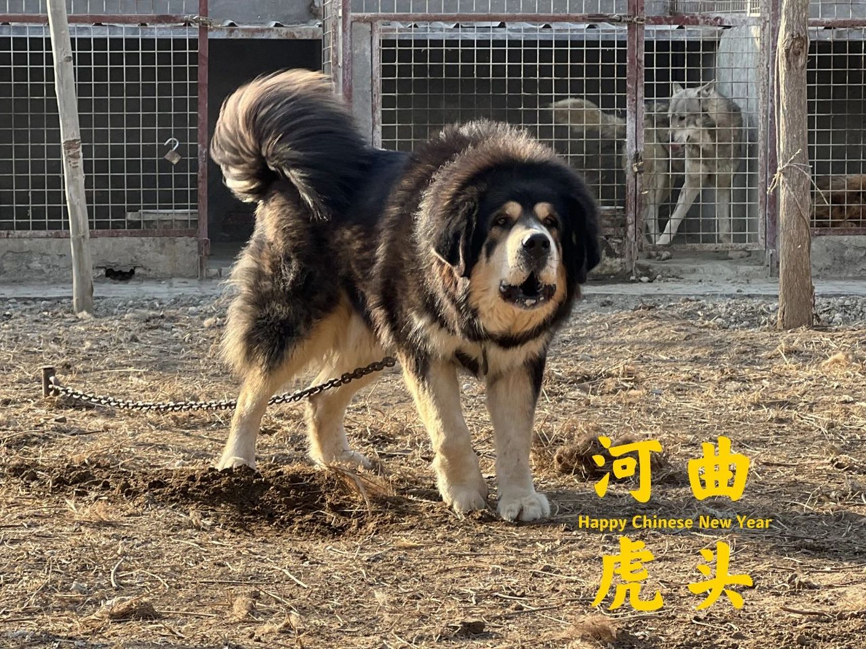 河曲藏獒 曼日玛乡的德勒,河曲虎头藏獒的经典