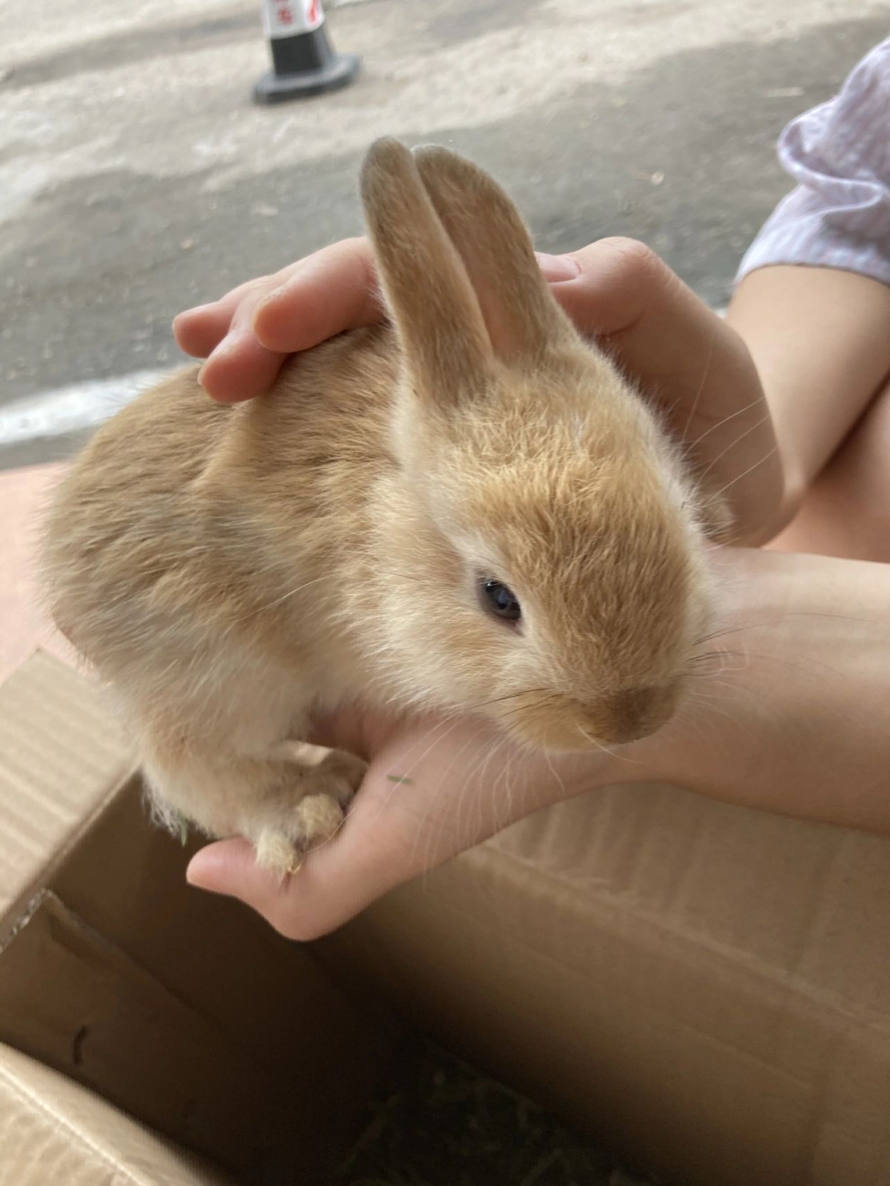 超可爱的荷兰兔