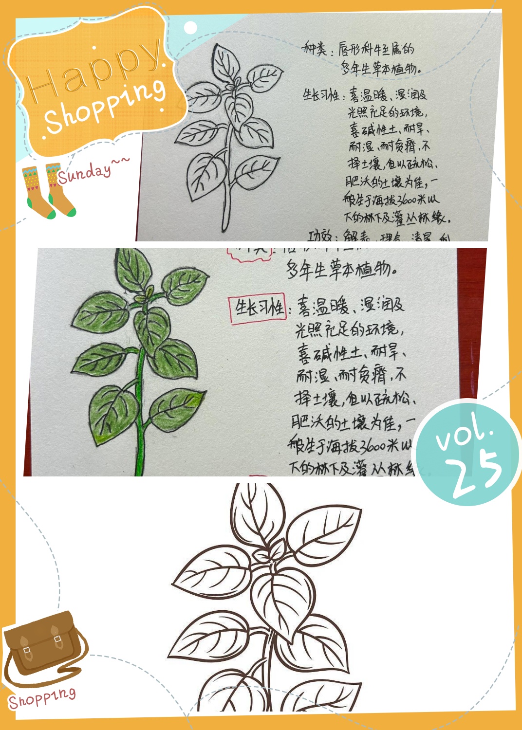 牛至不仅可以食用,还可以用于制作香水,肥皂等中草图片卡片中药信息