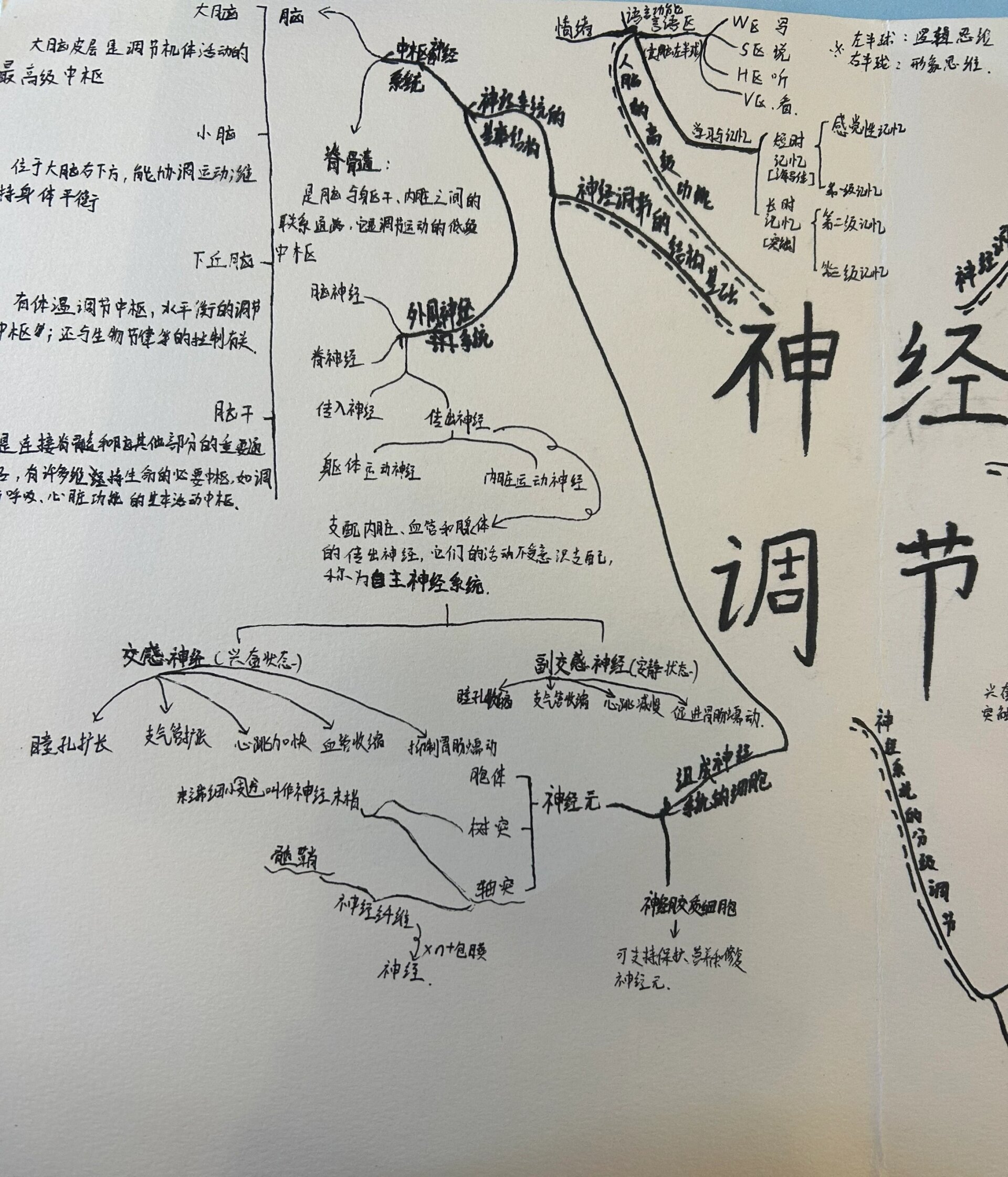 生物神经调节思维导图图片