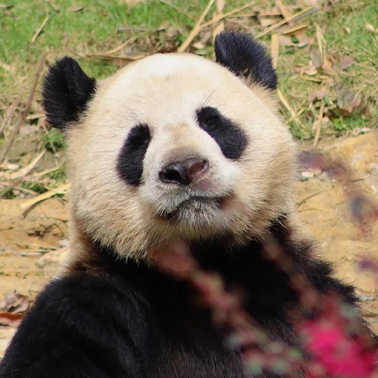 这只面部表情非常拽的大熊猫,名字叫做毛豆,它是个小姑娘.