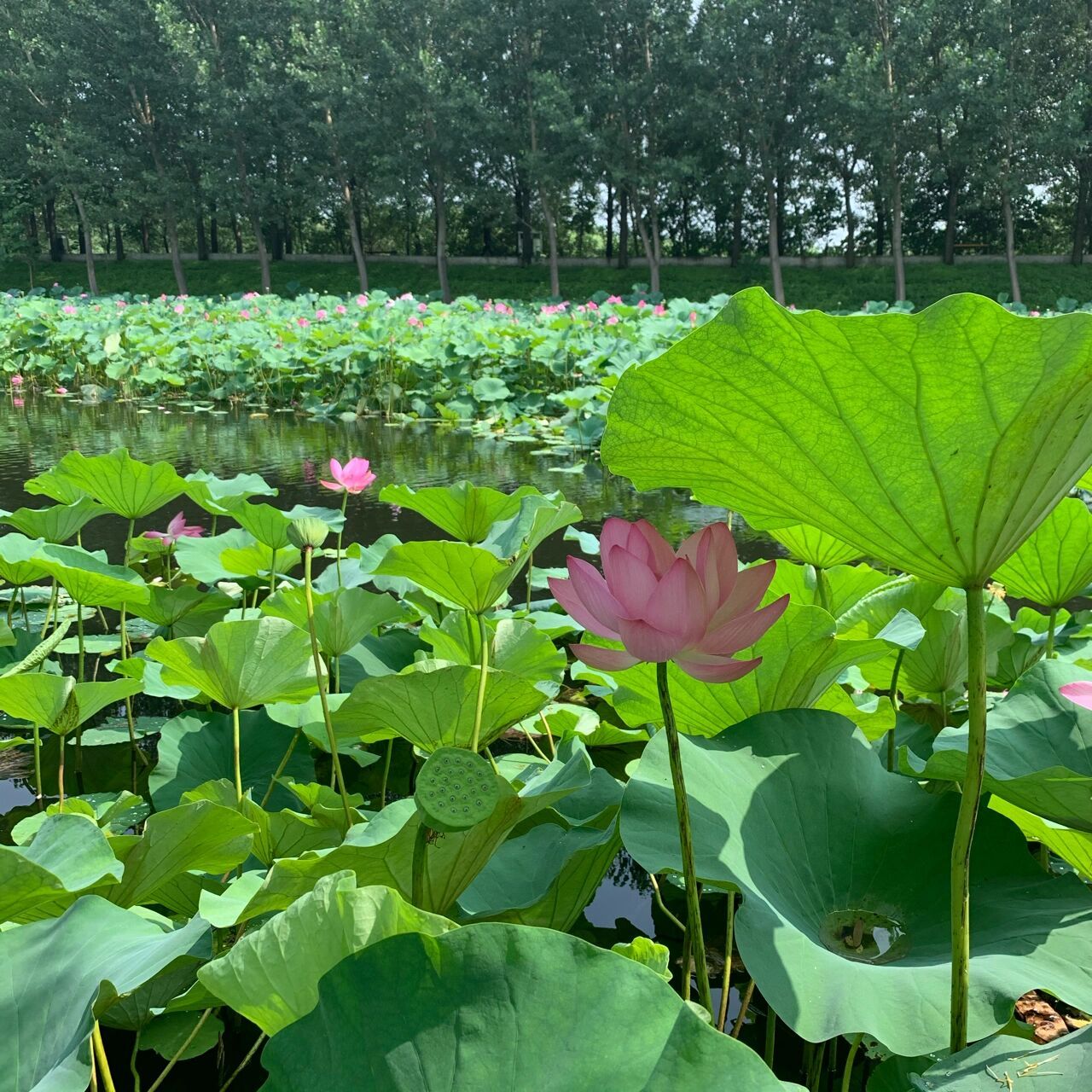 鞍山周边游——辽阳柳壕湿地公园 凉爽的秋天已经到来,偶尔也会怀念