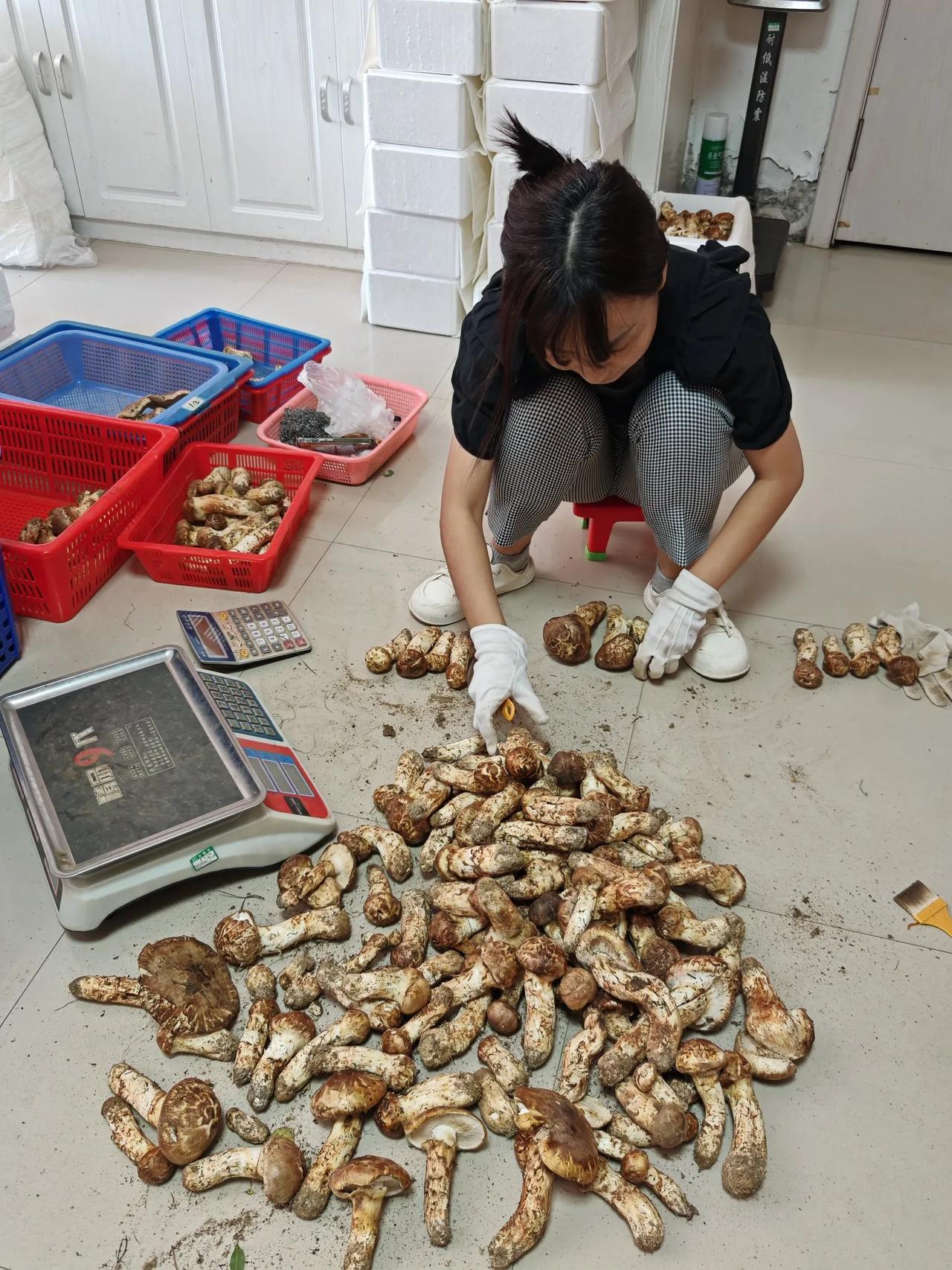 分享家中珍品 分享你的珍品 长白山松茸 内蒙野生菌 看看你家的蘑菇