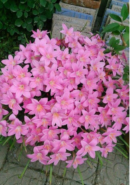 风雨兰,代表着纯洁初恋和坚强勇敢的花 花开总在风雨后,风雨兰,一种