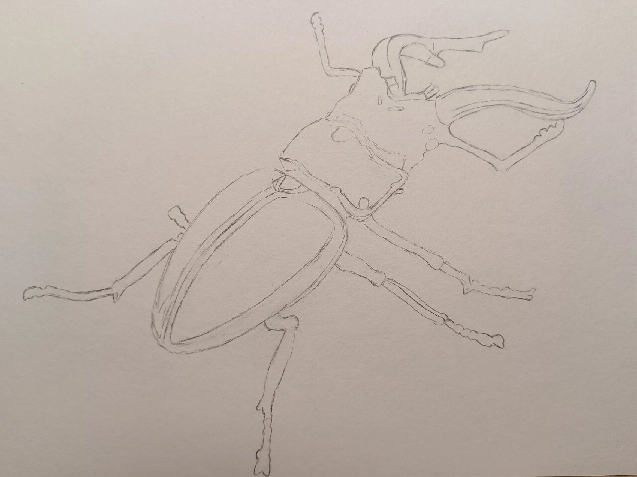 彩铅—锹形虫 祝大家67元宵节快乐! 67阖家幸福!团团圆圆!