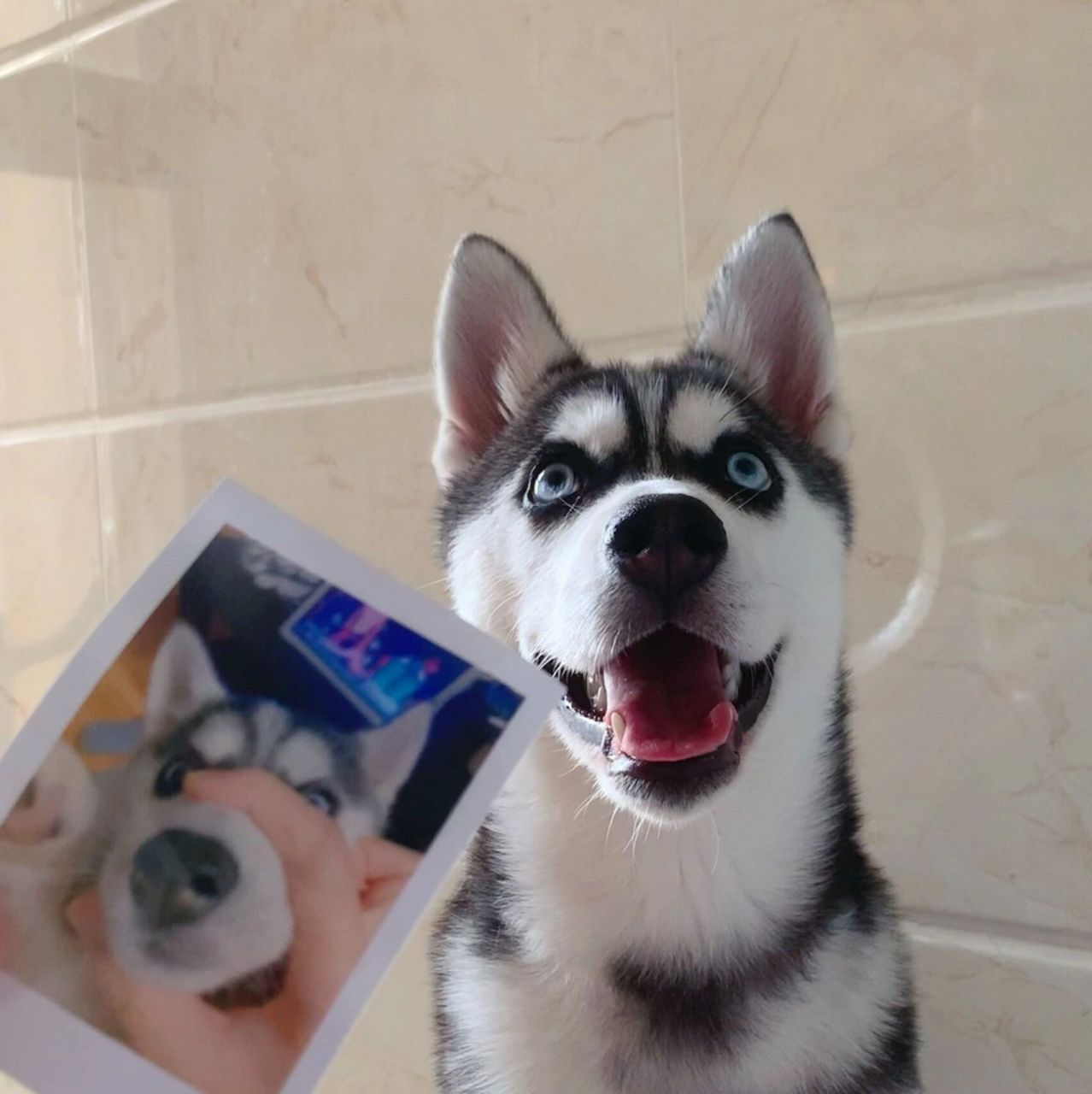 哈士奇头像哈哈哈哈哈