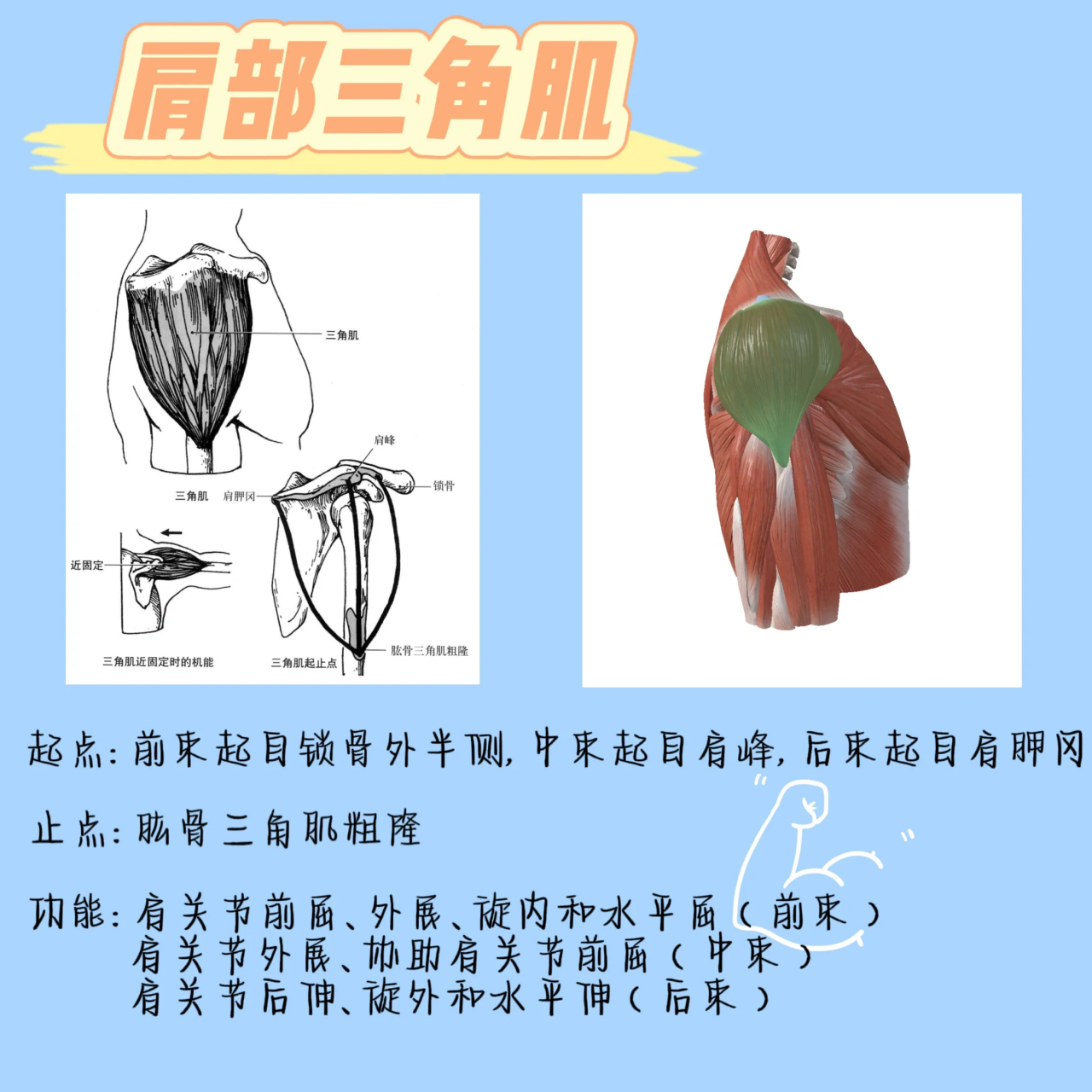 【肩部三角肌】的起止点和功能 【肩部三角肌】的起止点和功能