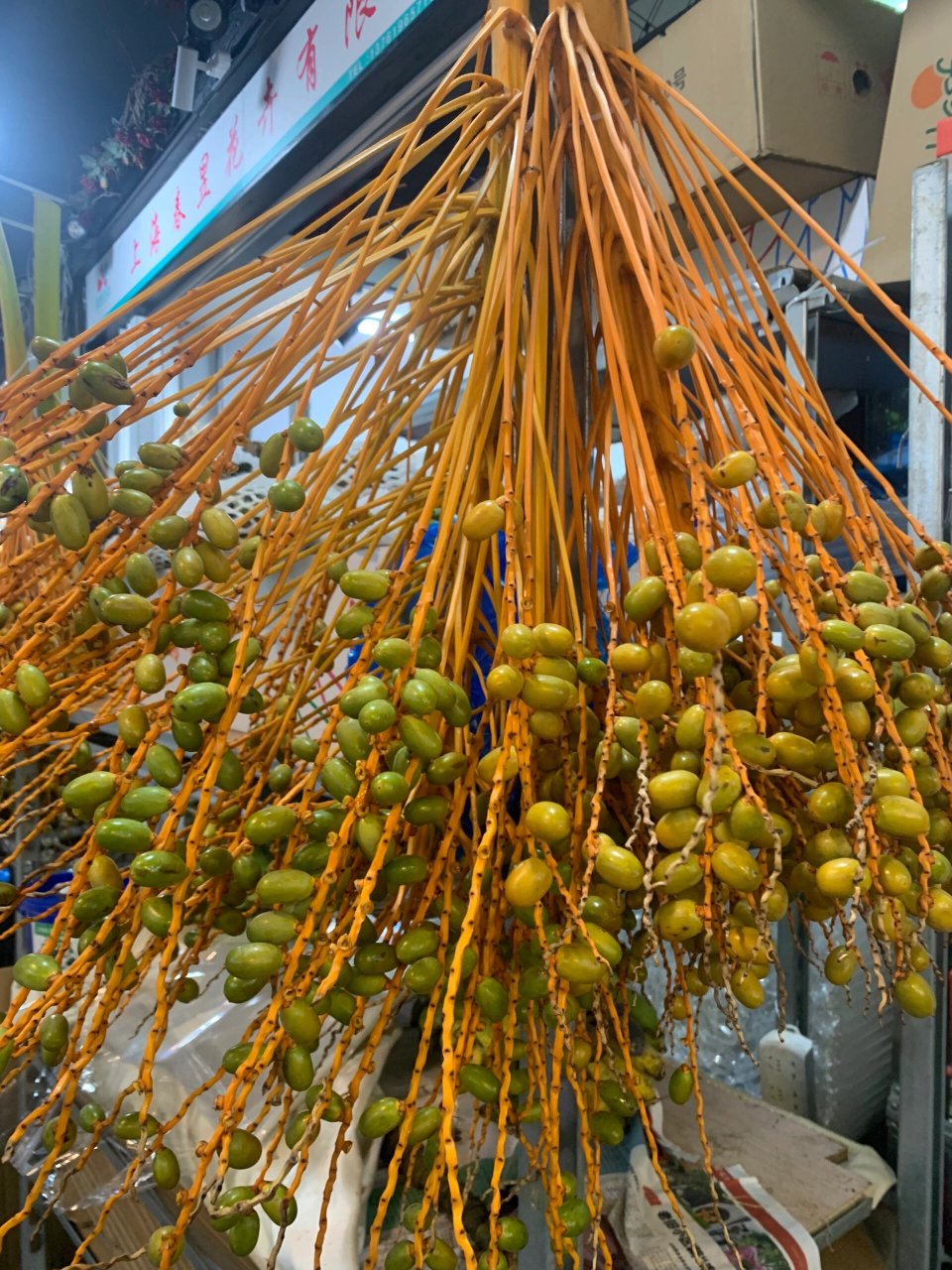 秋天的果实黄金椰枣 假槟榔 常年稳定供货:各类热带植物鲜花,高端叶材