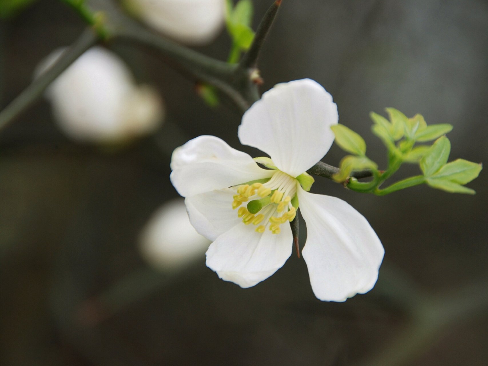 每日一花|枳花 枳花:别名枳实,臭橘,橘红等.