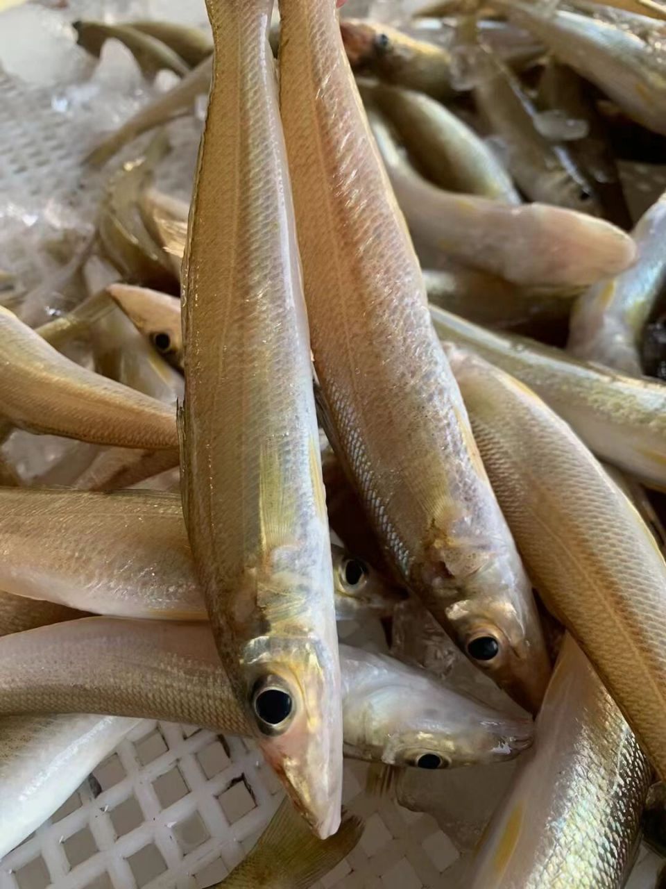 我可以回购一辈子,谁能拒绝这款沙尖鱼,好吃 沙追鱼96(又叫沙丁鱼