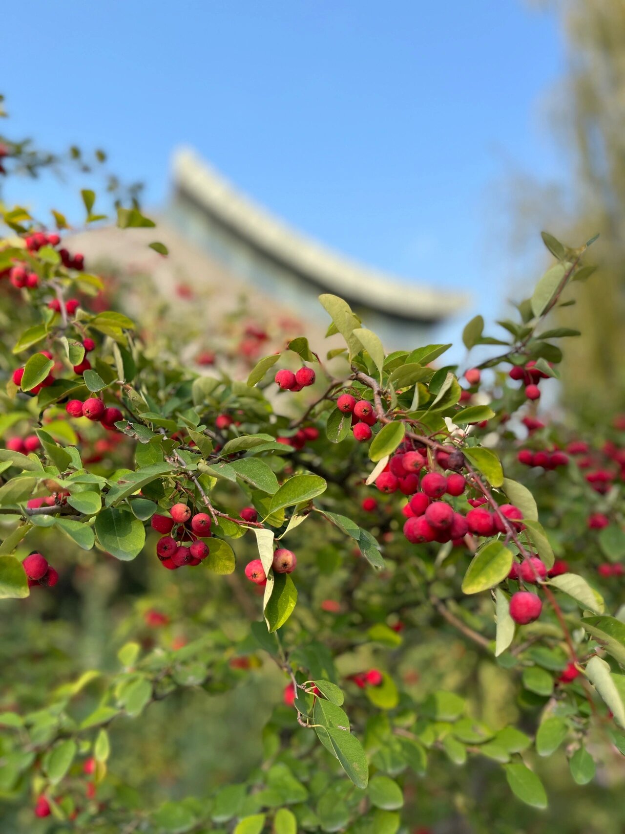 水栒子花味道图片