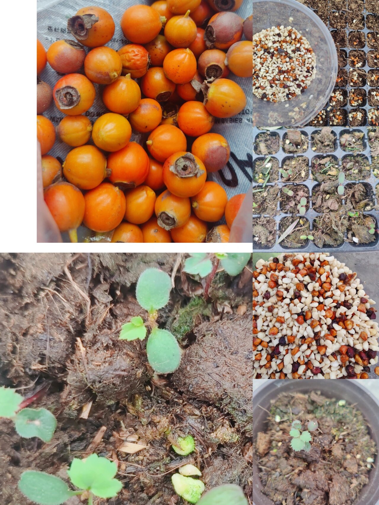 月季种子播种生长记录