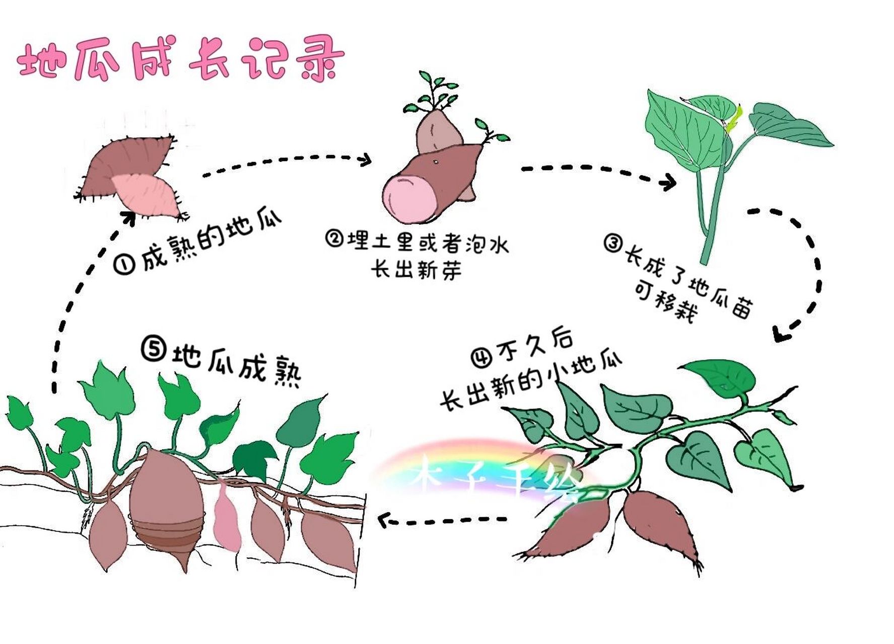 地瓜手抄报怎么画图片