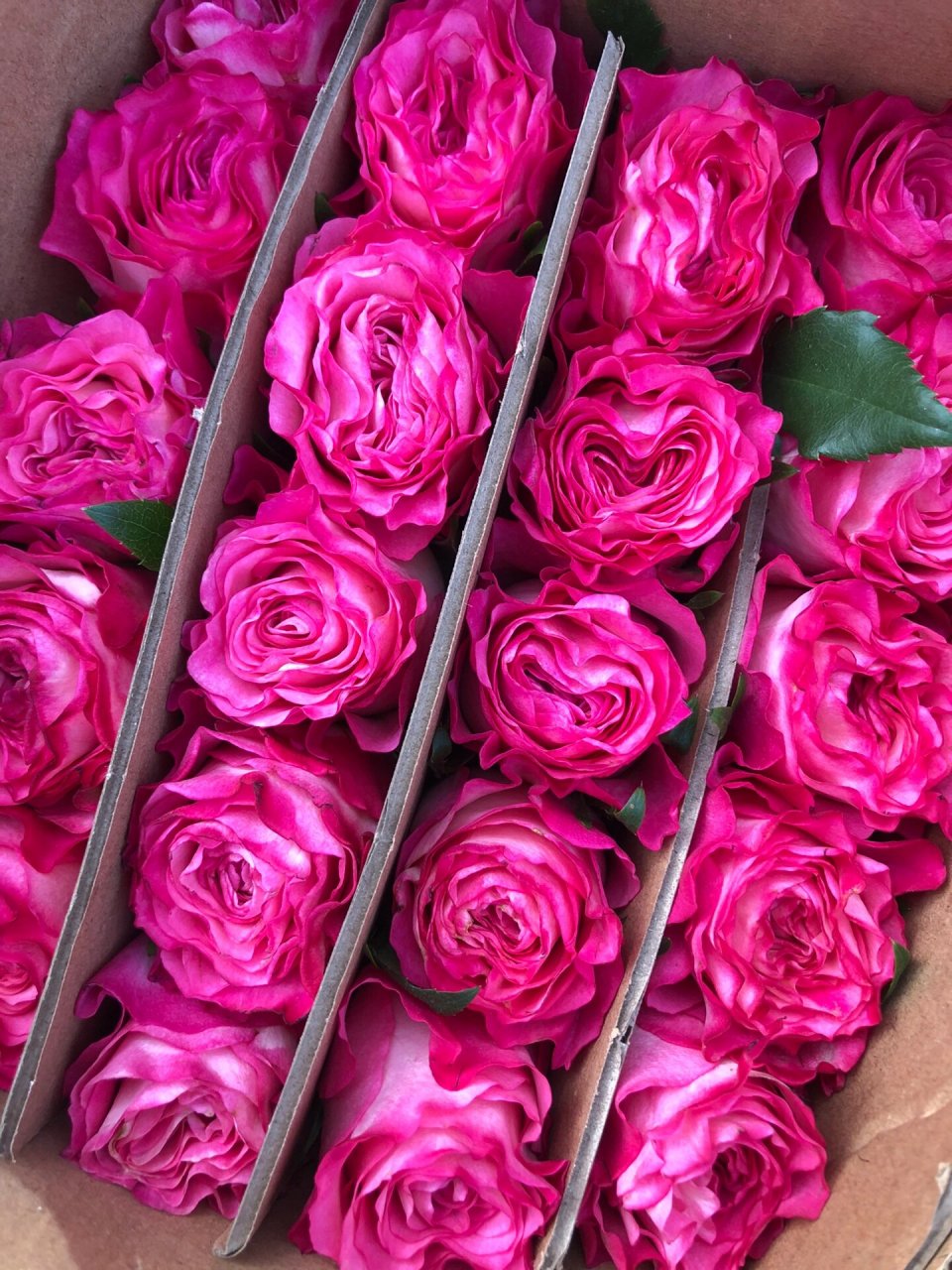 100款玫瑰之-76卡门玫瑰95 卷边粉色系的卡门玫瑰95 	 妖艳女王