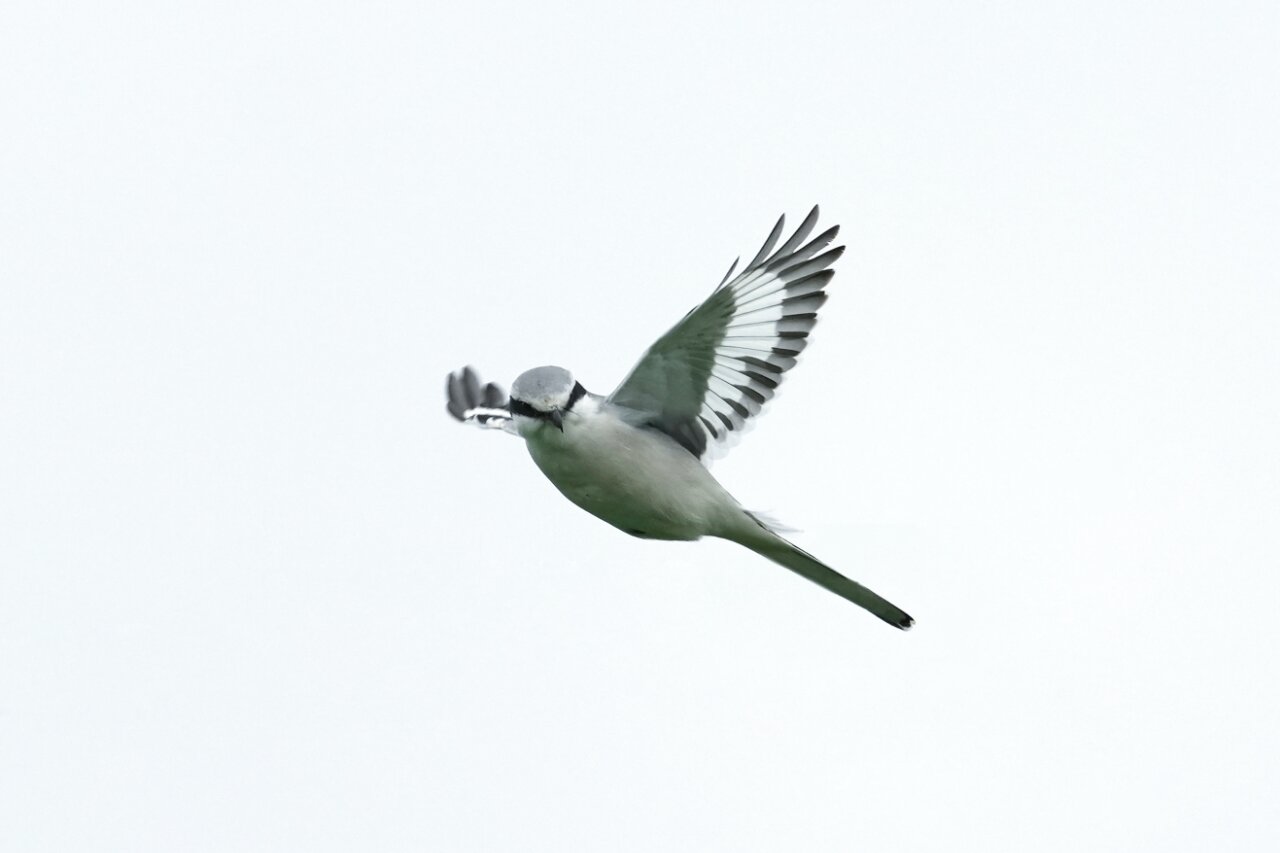 鸟类科普 - 楔尾伯劳