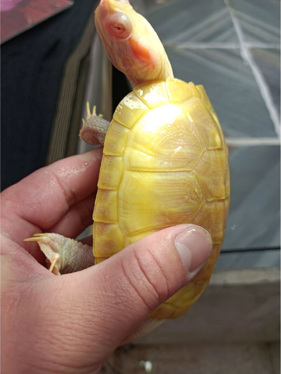 家养萌宠 变异巴西龟