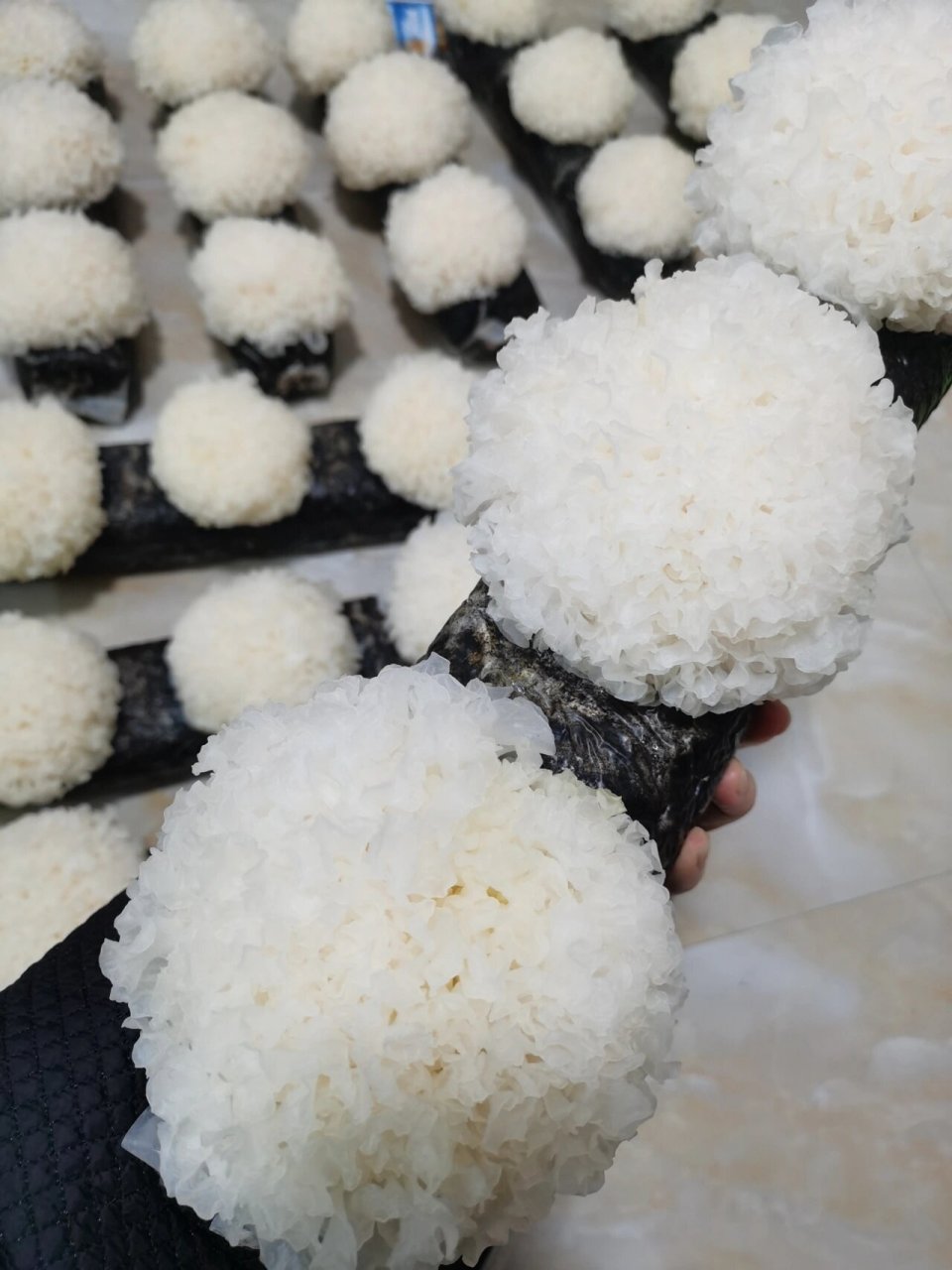 这里面银耳966个品种 有机本草银耳/椴木小银耳/黄金糯耳/雪耳/黄耳