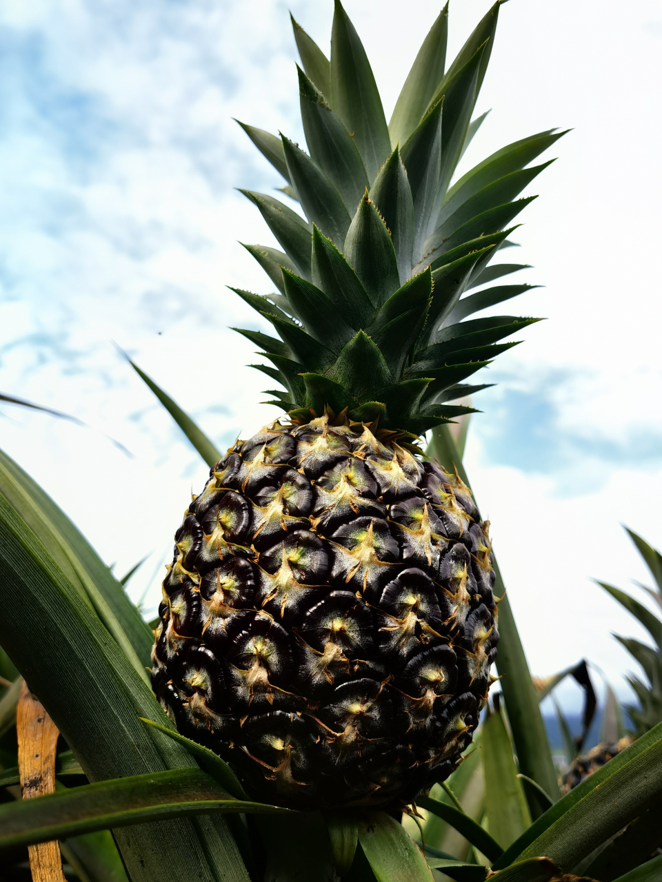 普洱孟连景冒村:千余亩菠萝迎丰收       时下,正是云南省普洱市孟连