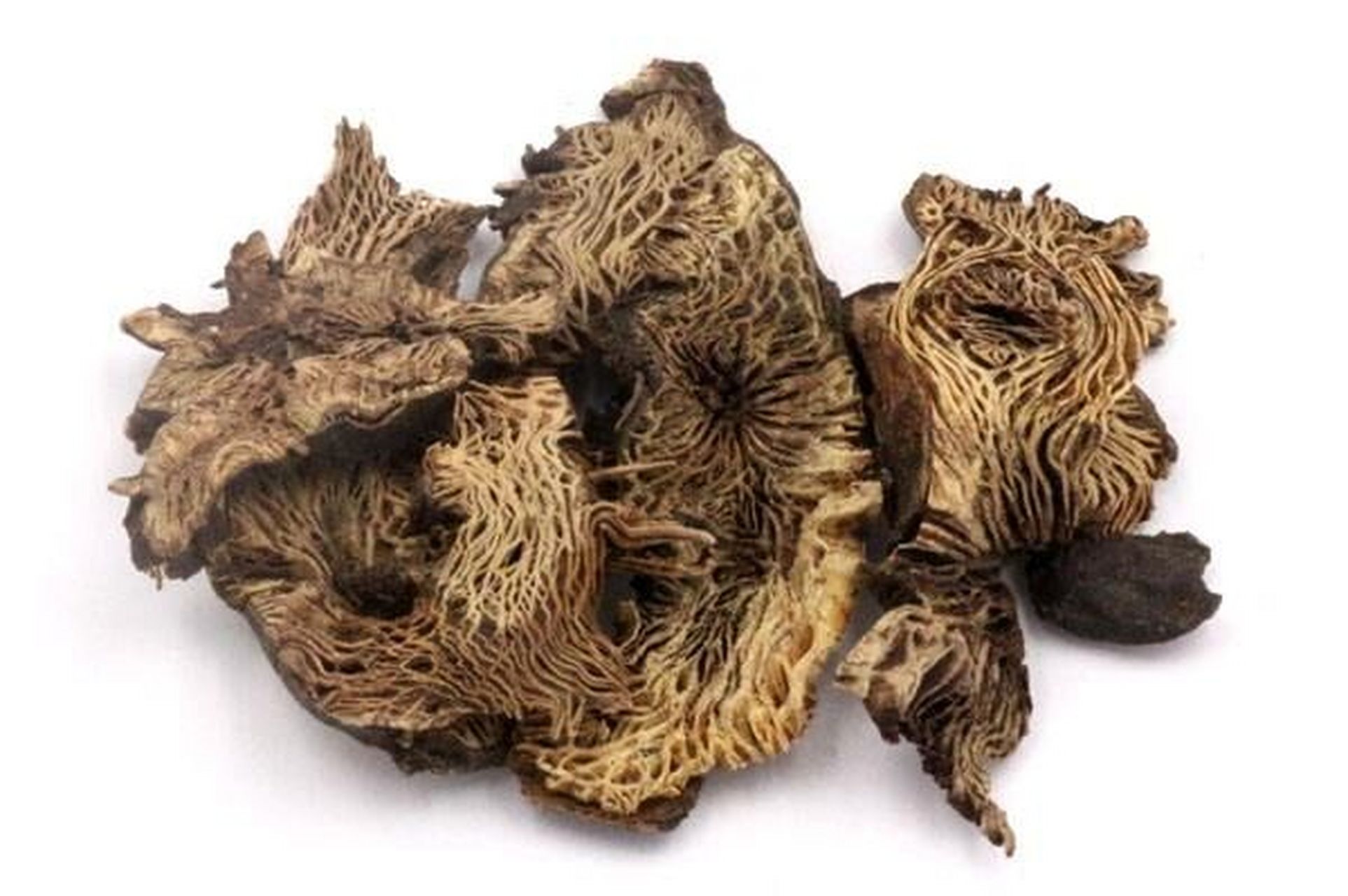 苦芽菜,龙眼根,周麻,窟窿牙根 78入药部位:为毛茛科植物大三叶升麻