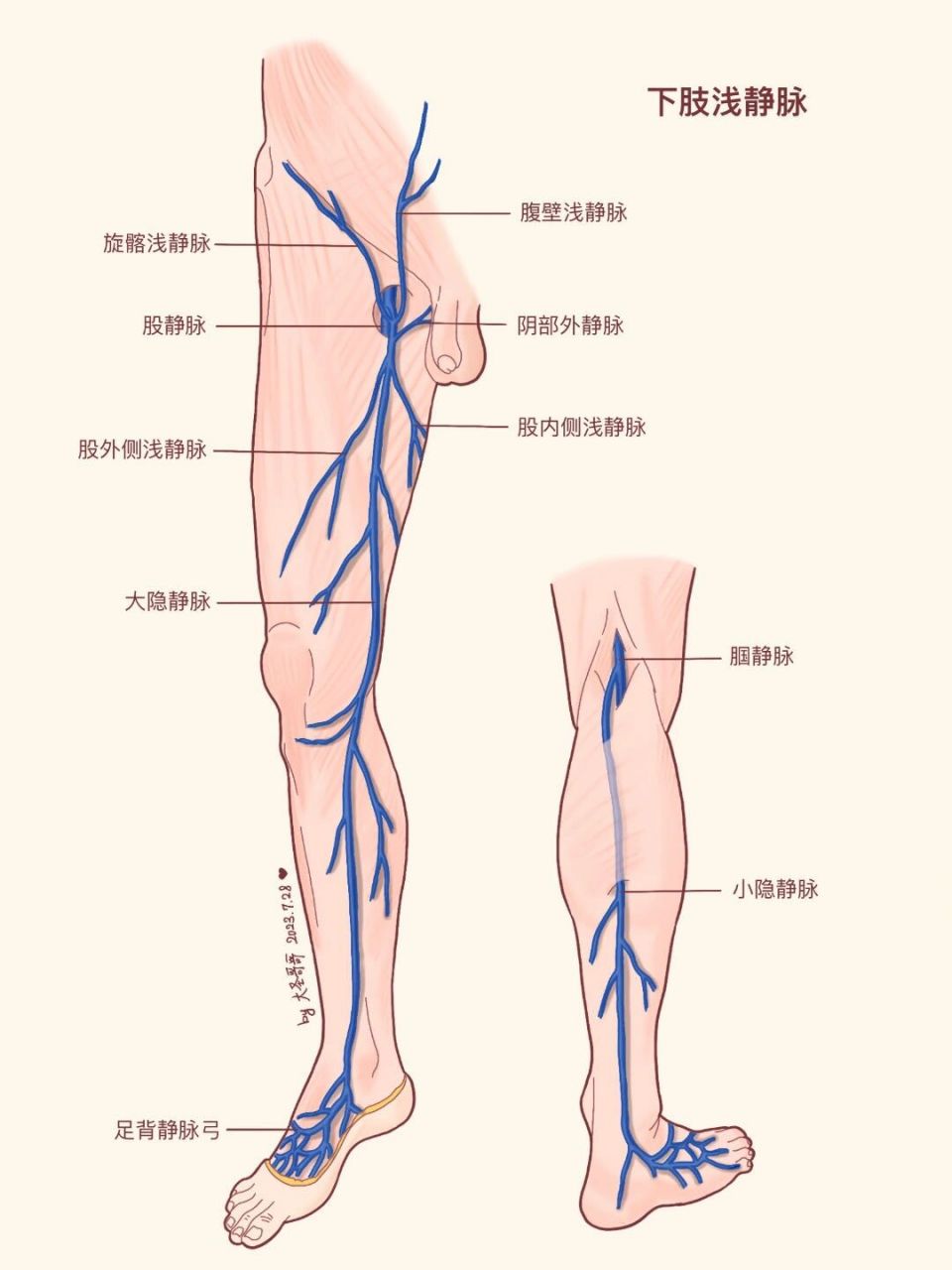 【解剖学教材重绘79】大隐静脉还是小隐静脉 【敲重点】下肢静脉均有