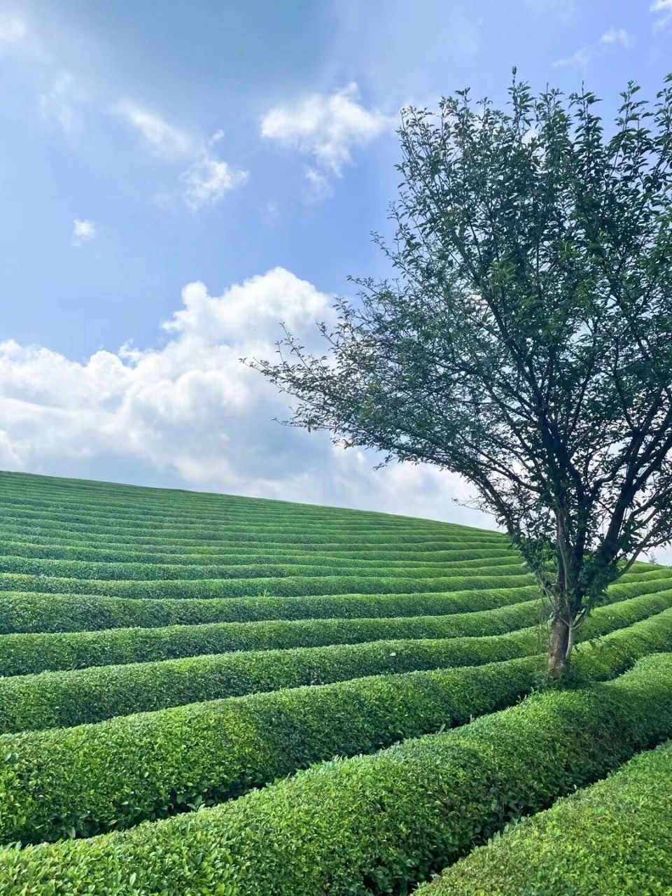旅行日志|遵义61湄潭茶海7815 中国茶海也叫"万亩茶海",是世界