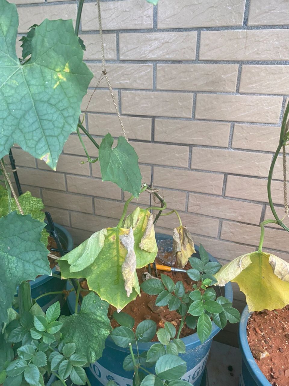 我的丝瓜下面叶子都黄了,是正常的吗?