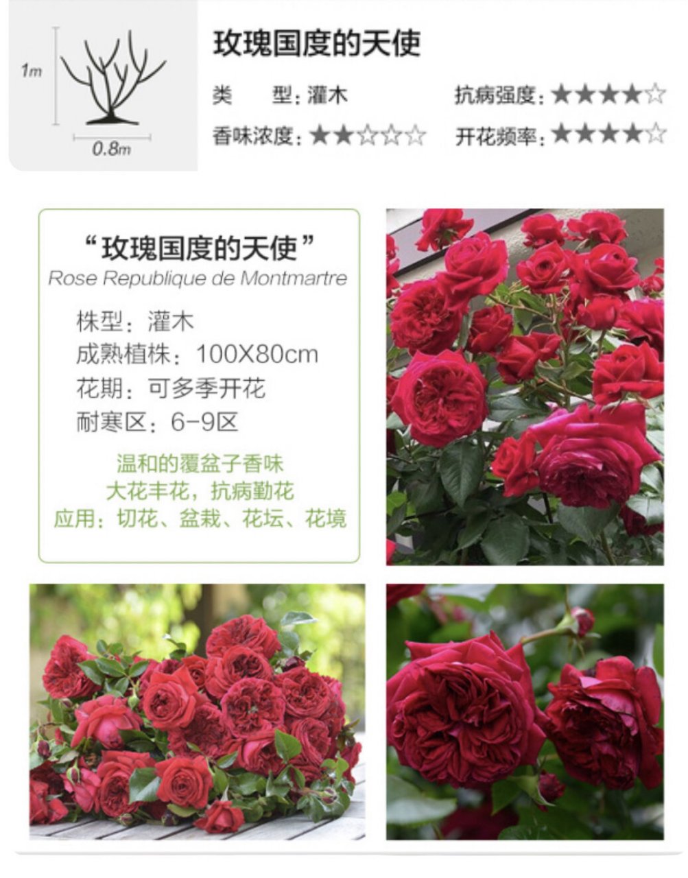 藤灌月季"玫瑰国度的天使" 综合表现最佳 藤灌月季"玫瑰国度的天使"