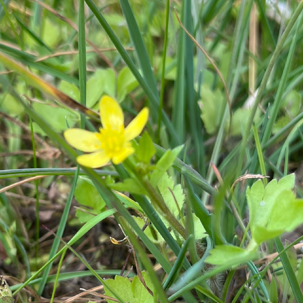 每天认识一种植物——猫抓草 猫爪草(学名: ranunculus ternatus