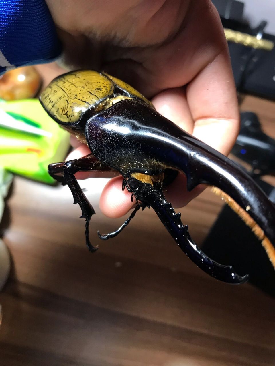 长戟大兜虫(dynastes hercules),又称大力神兜虫,是世界上最长的甲虫