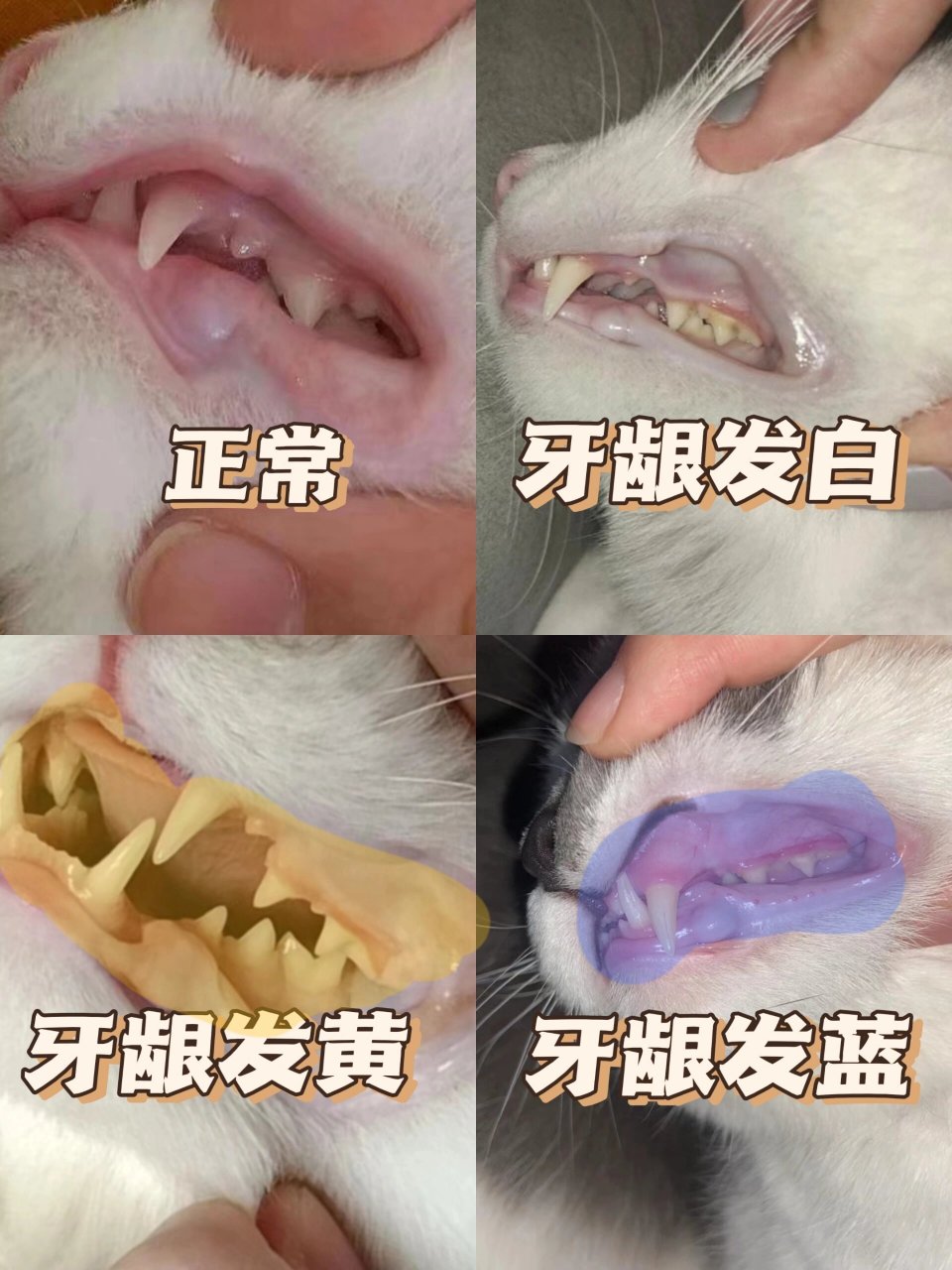 猫咪牙龈颜色图片