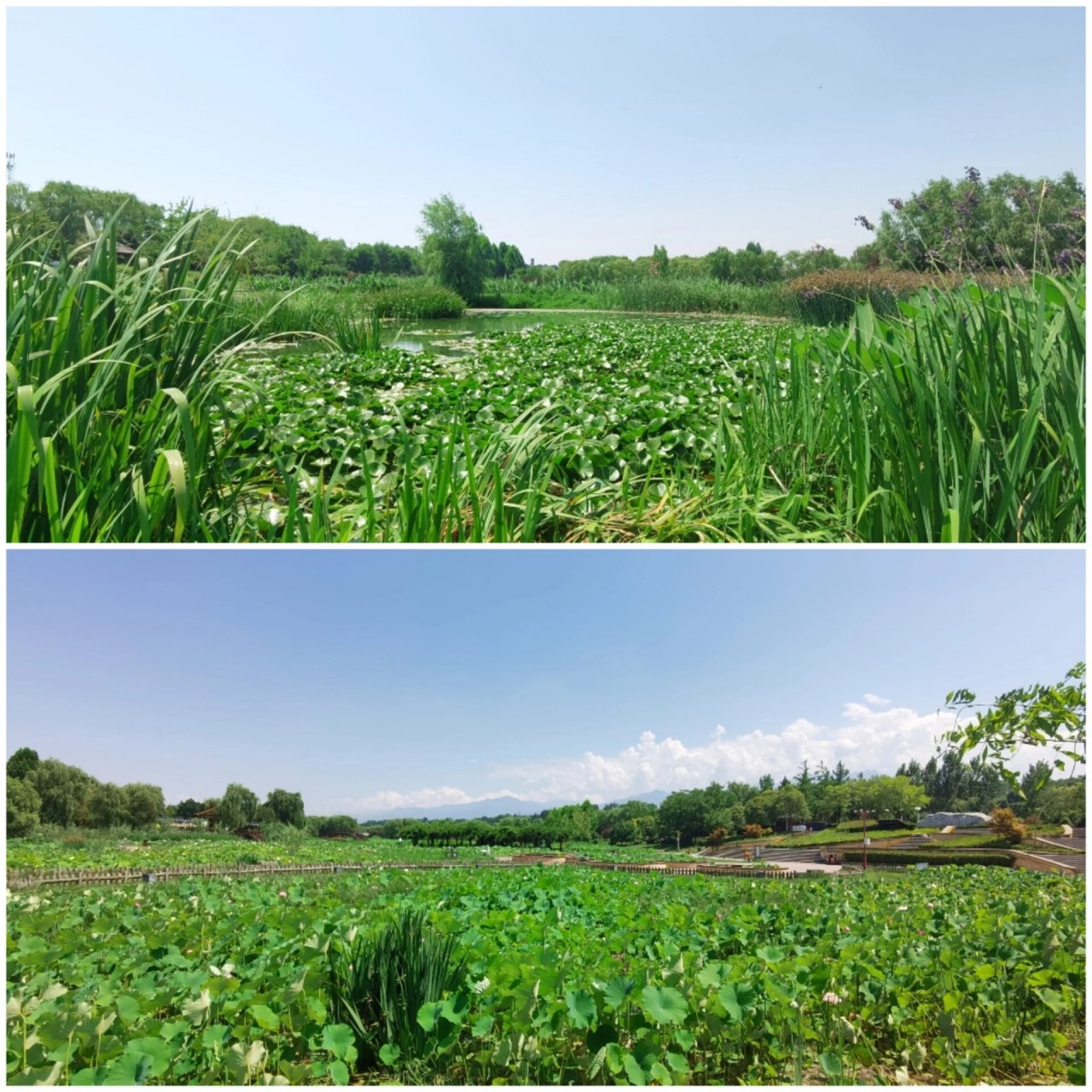 百里画廊千亩荷 97【地址】千亩荷塘位于陕西省宝鸡市眉县金渠镇