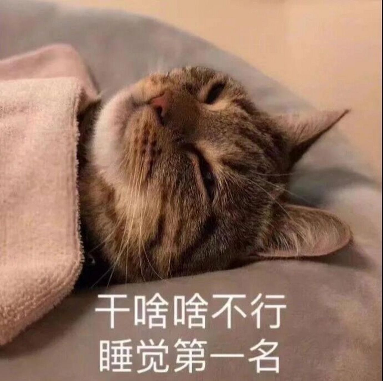 睡觉表情包 干啥啥不行,睡觉第一名