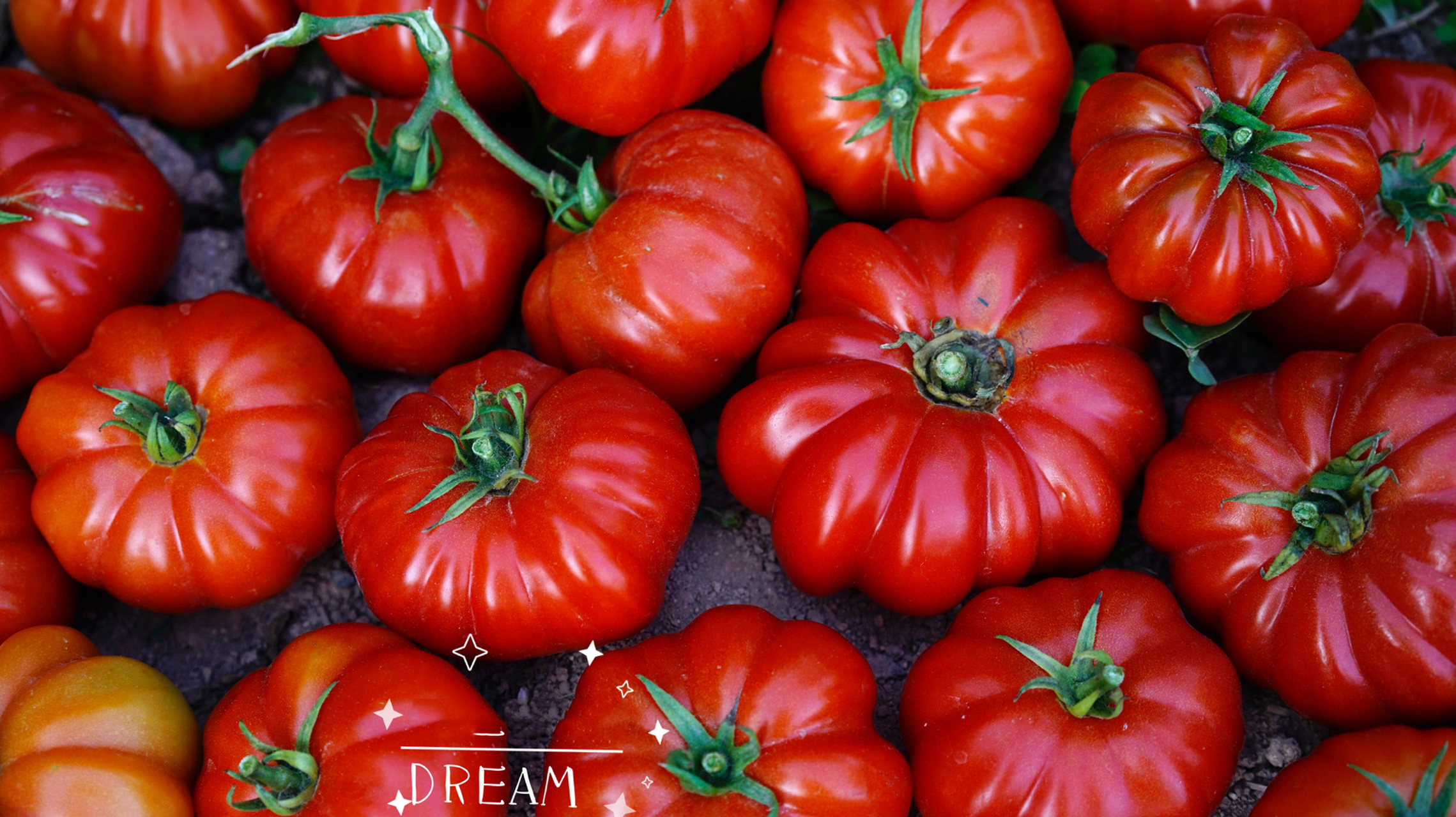 丰产如母猪～马蹄番茄 马蹄番茄 一个潮汕地区的古老品种～马蹄番茄.