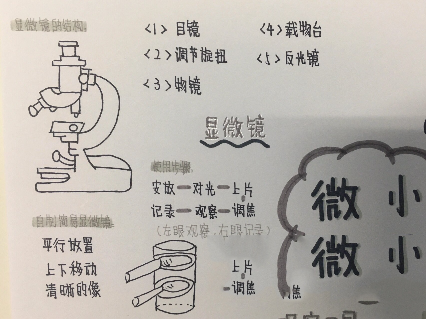 微小膜壳绦虫思维导图图片