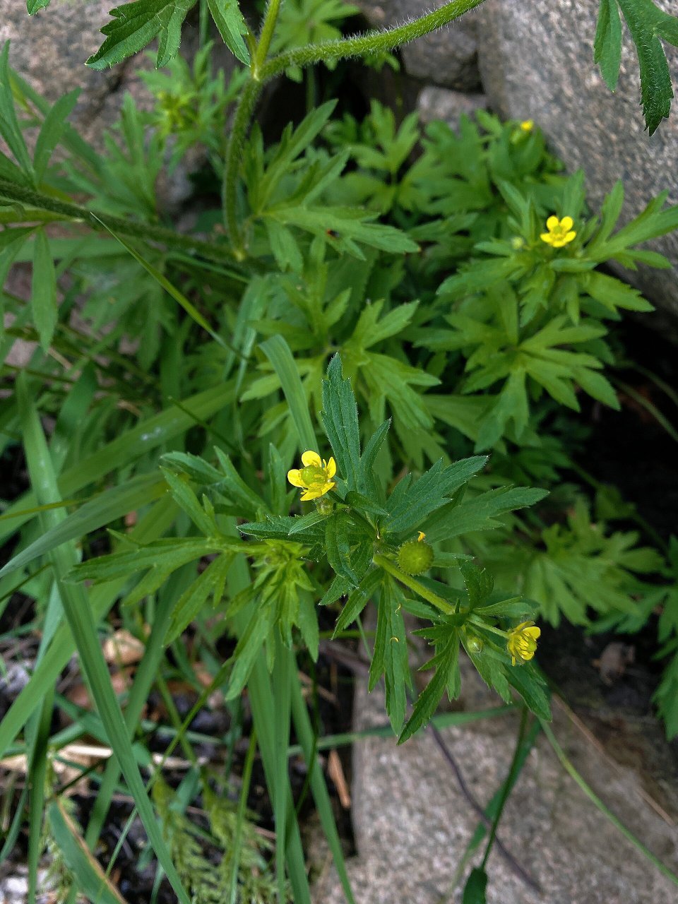 茴茴蒜 毛茛科毛茛属 泰山