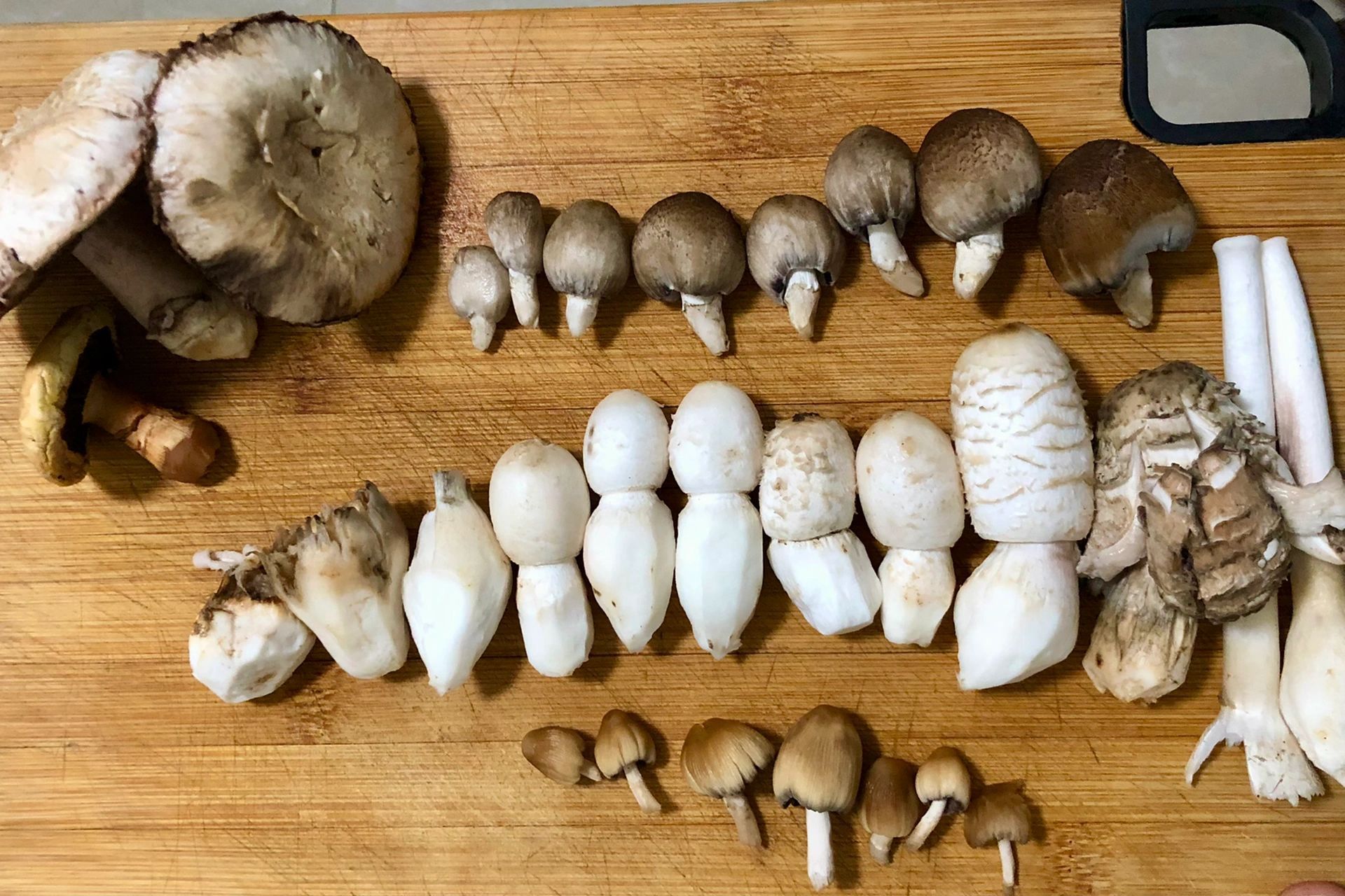 墨汁拟鬼伞等几种 下午去家对面的公园遛弯,又在老位置发现了毛头鬼伞