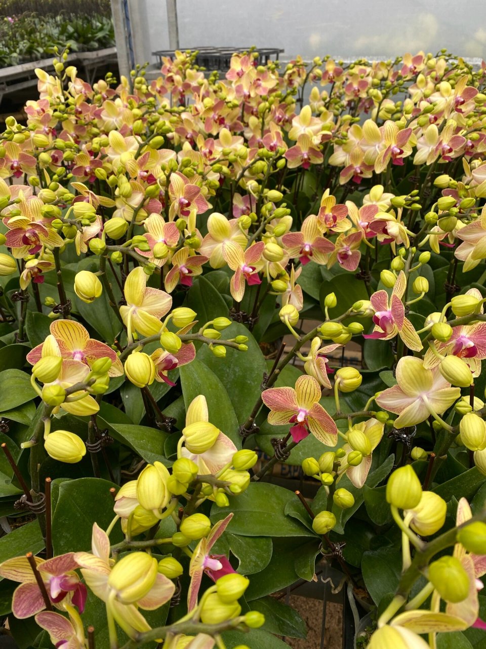 蝴蝶兰·三色鸟